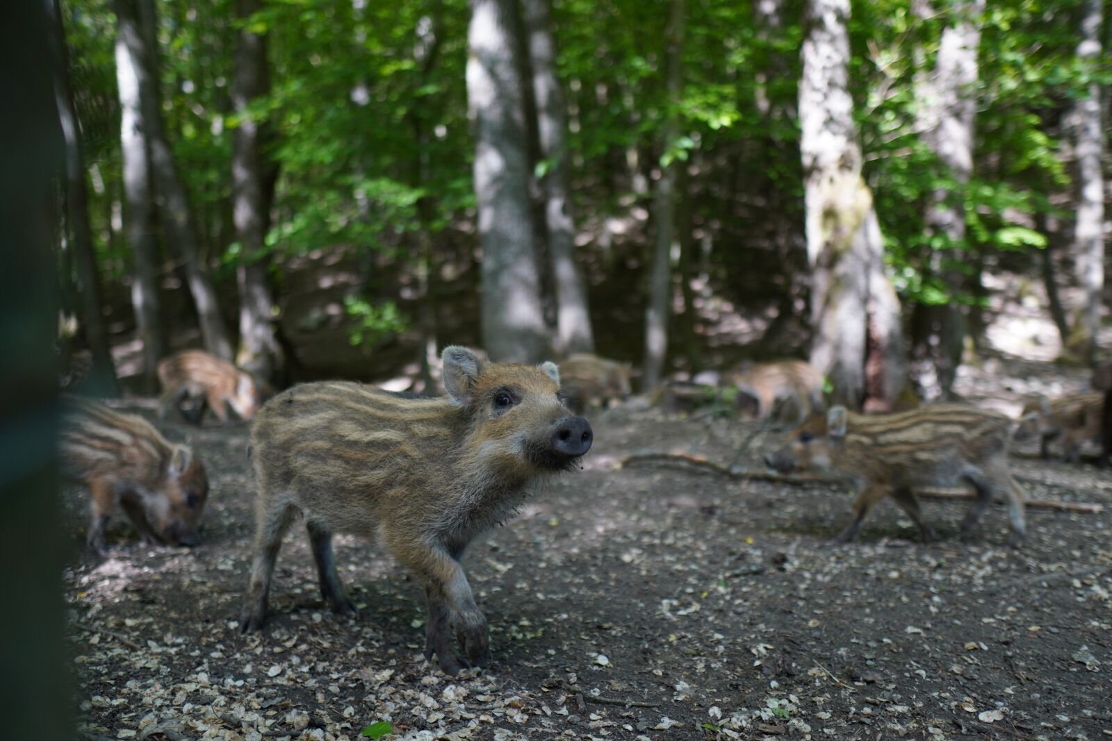 Sony a6400 + Sigma 16mm F1.4 DC DN | C sample photo. Wild boar, pig, sows photography