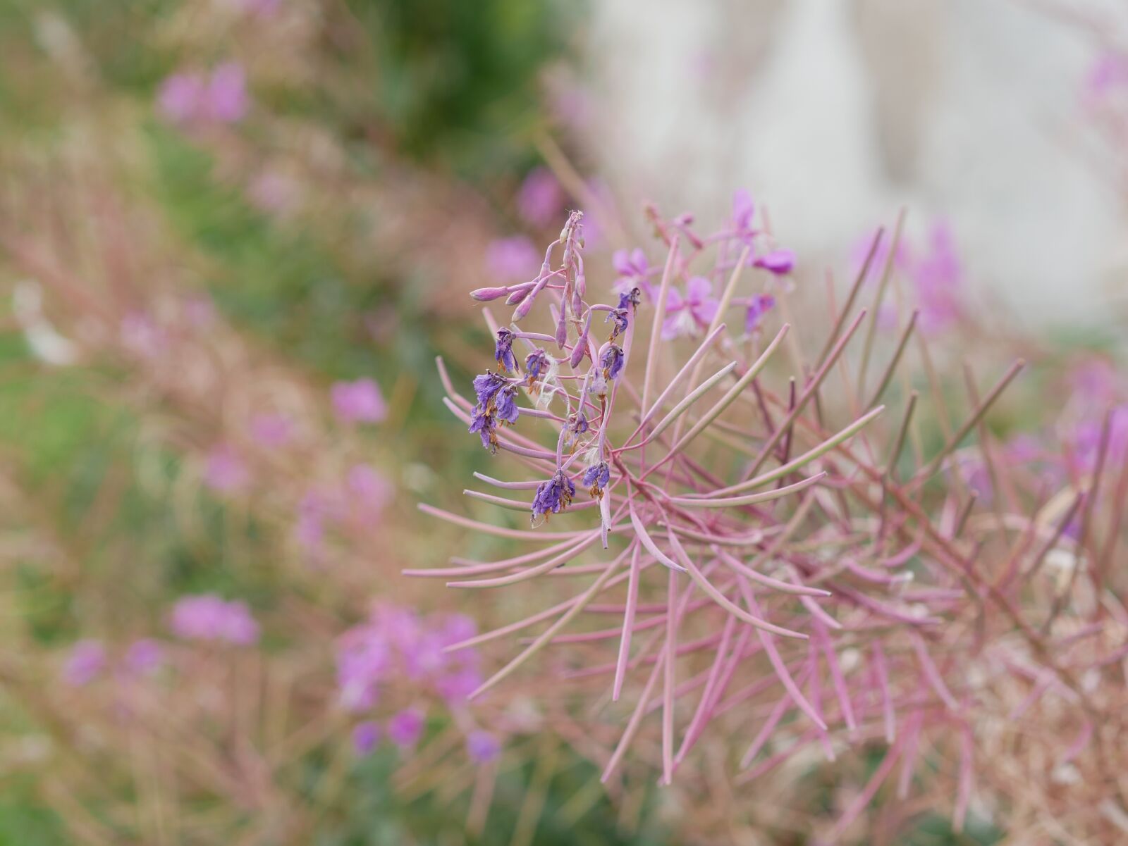 Panasonic Lumix DMC-GX85 (Lumix DMC-GX80 / Lumix DMC-GX7 Mark II) sample photo. Flower, purple, pink photography
