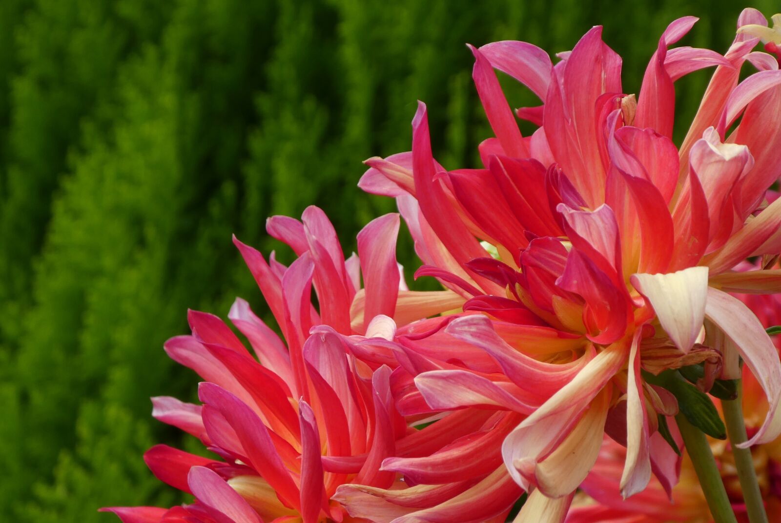 Panasonic DMC-TZ81 sample photo. Pink rays, dahlias, flowers photography