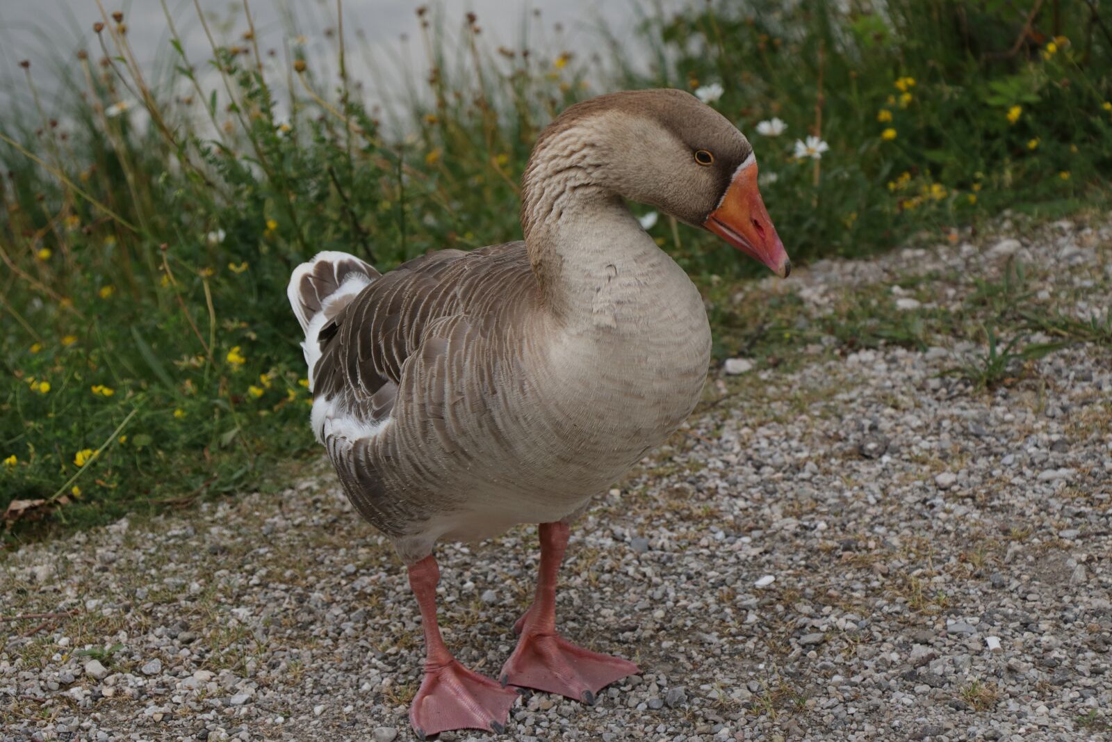 Canon EF-S 18-135mm F3.5-5.6 IS USM sample photo. Goose, bird, waterfowl photography