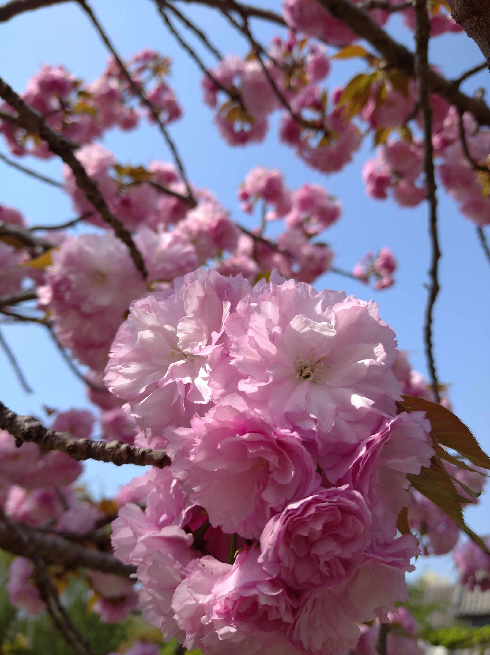 Xiaomi Redmi 8A sample photo. Flower, cherry blossom, spring photography