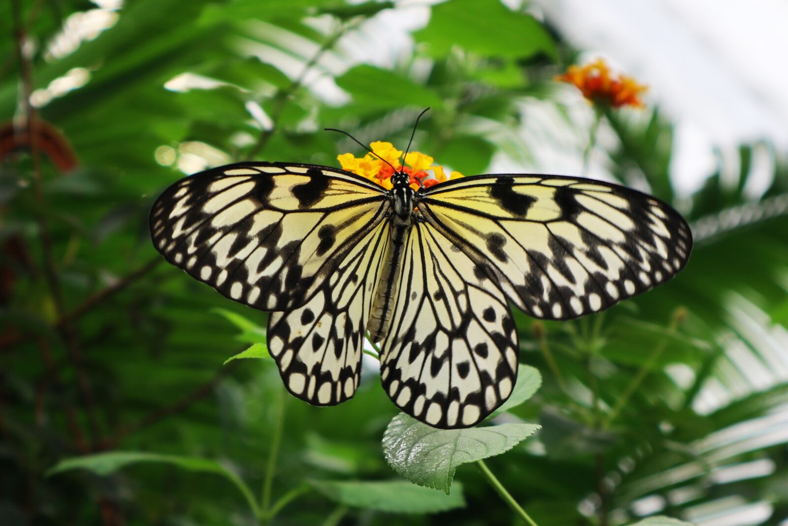 Canon EOS M100 sample photo. Butterfly, tropical butterfly, close photography