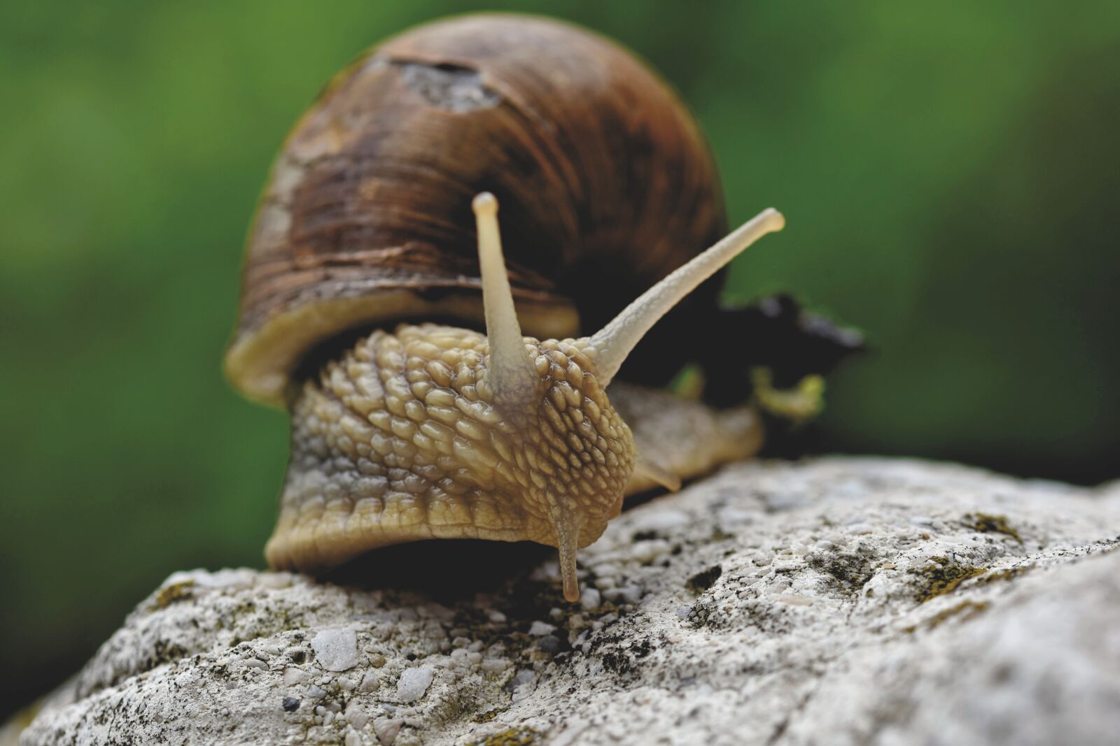 Nikon D7200 sample photo. Snail, shell, mollusk photography