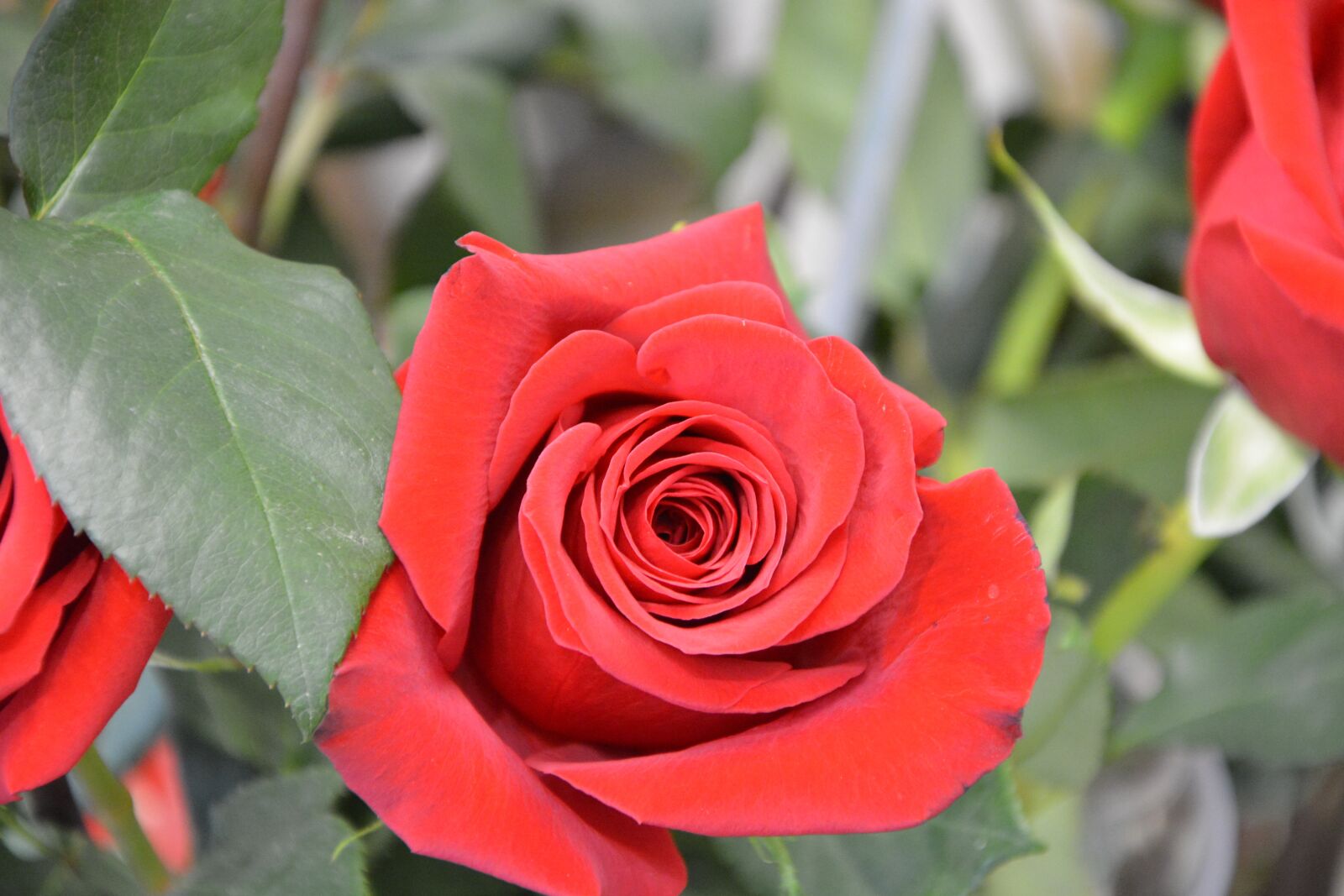 Nikon D5200 sample photo. Flowers, red rose, pink photography