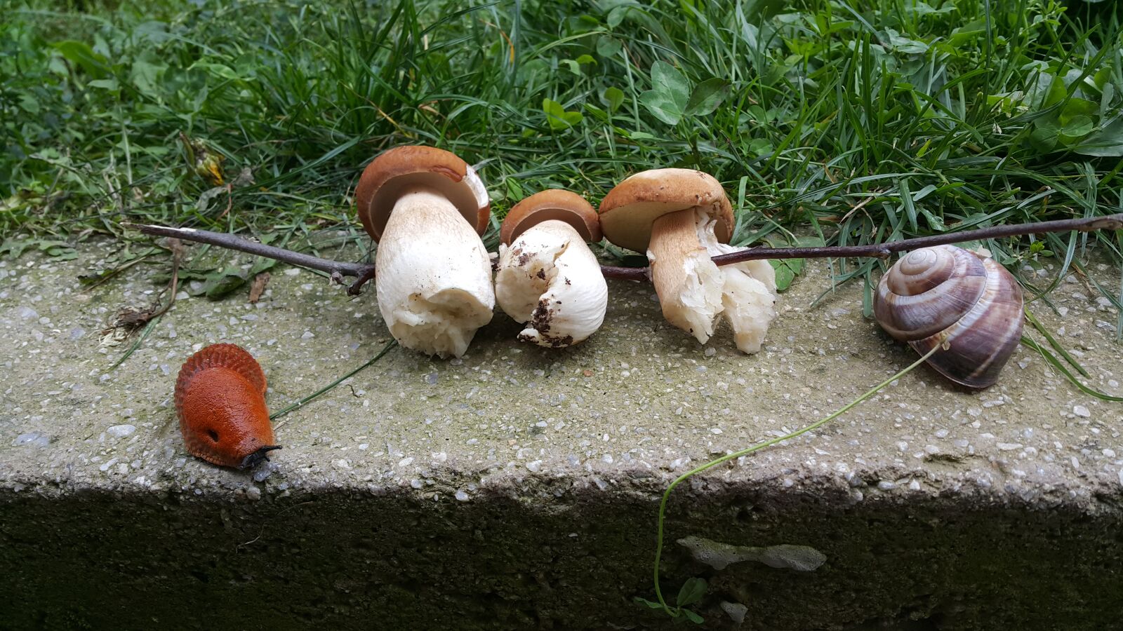 Samsung Galaxy Note4 sample photo. Mushroom, snail photography