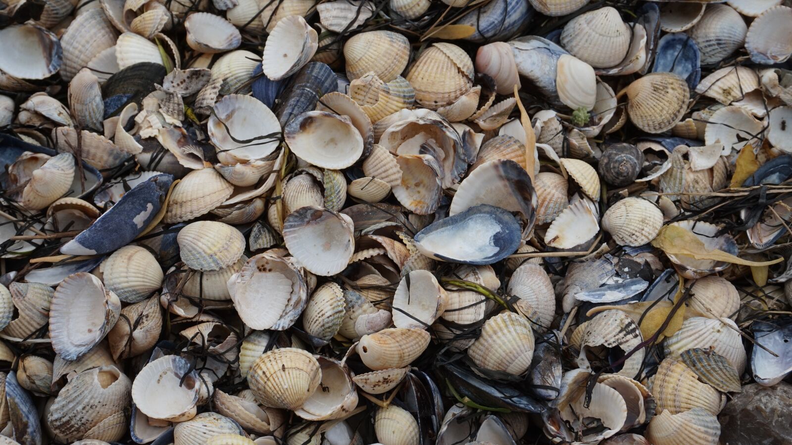 Sony Alpha a5000 (ILCE 5000) sample photo. Background, nature, mussels photography