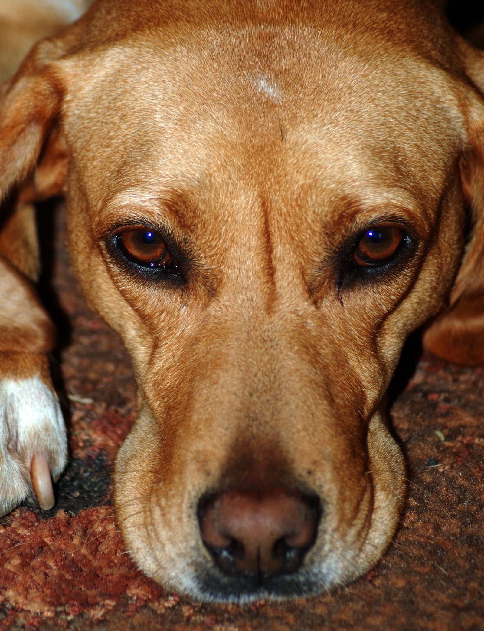 Nikon D80 sample photo. Dog, peaceful, pet photography