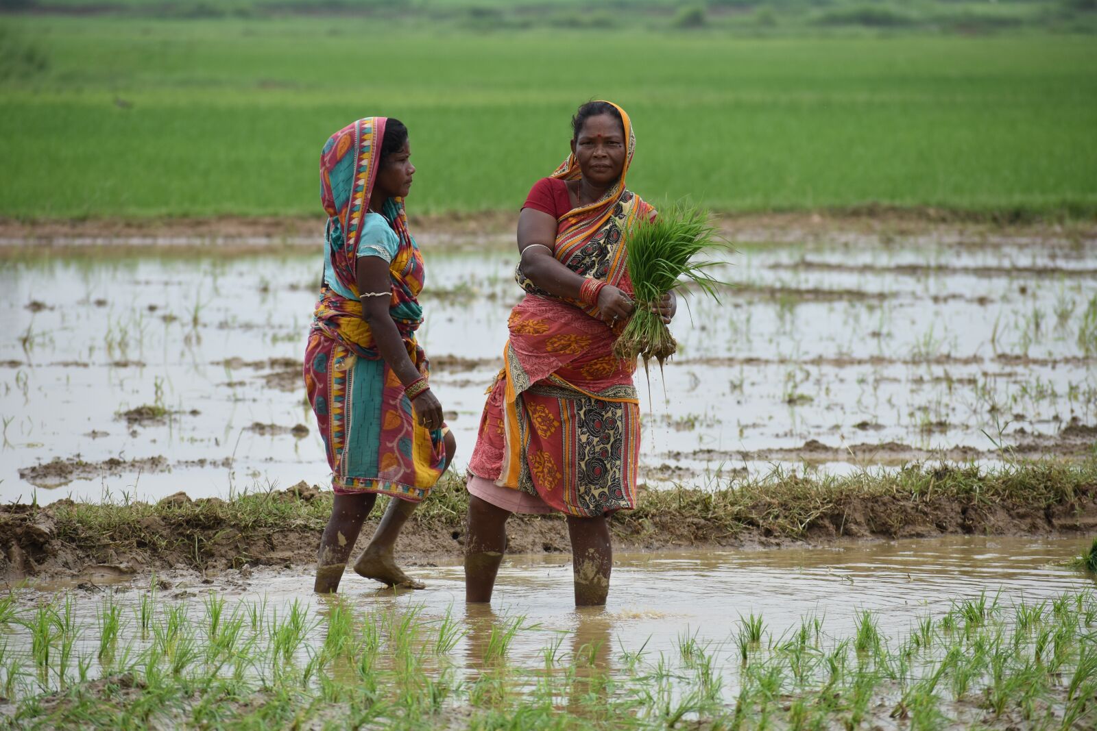 Nikon D3400 sample photo. Two women, rice transplanting photography