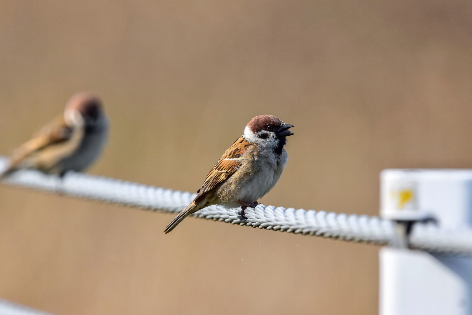 Nikon D7200 sample photo. Animal, guardrail, metal photography