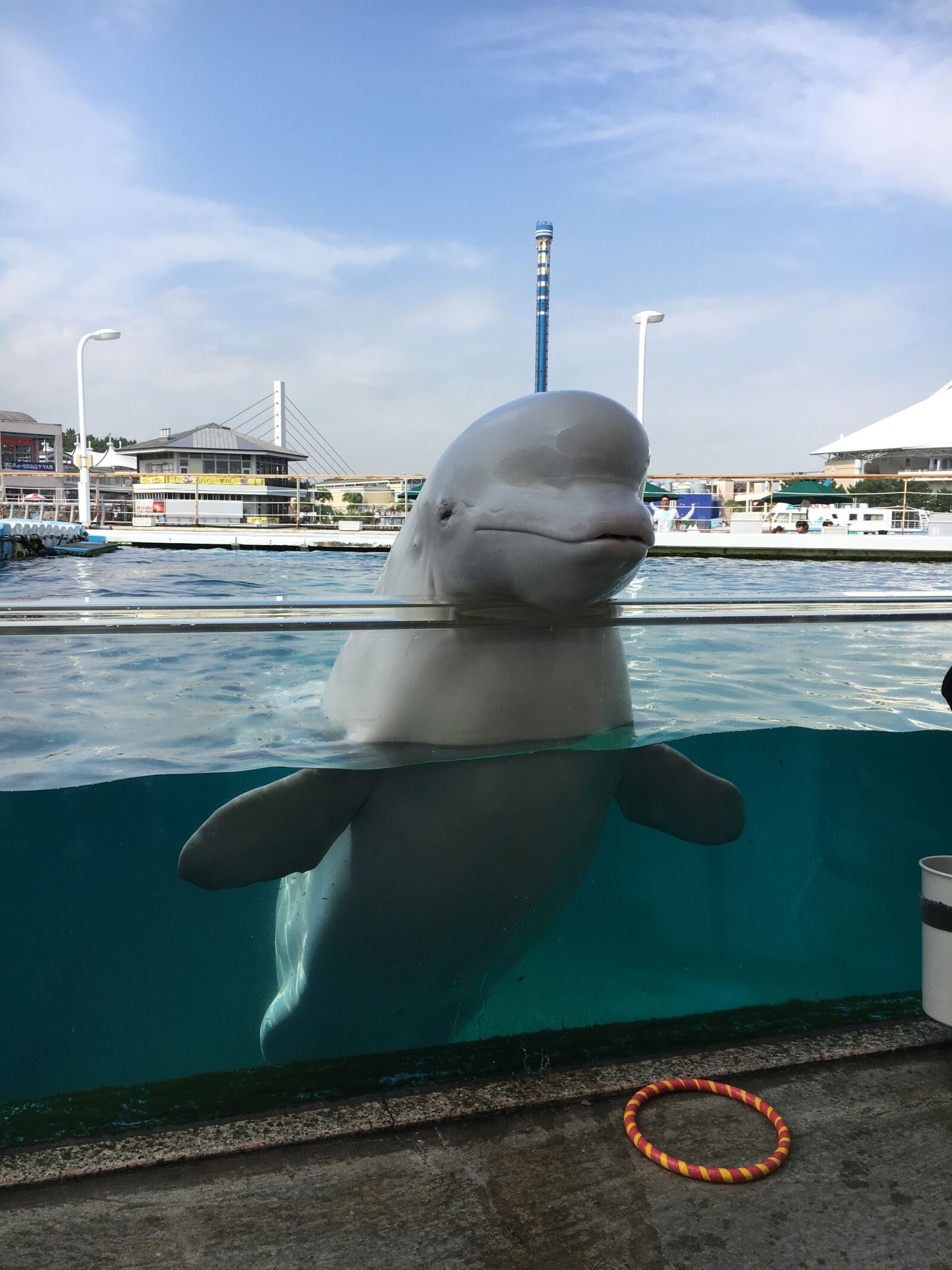 Apple iPhone 6s sample photo. Beluga, aquarium, dolphin photography
