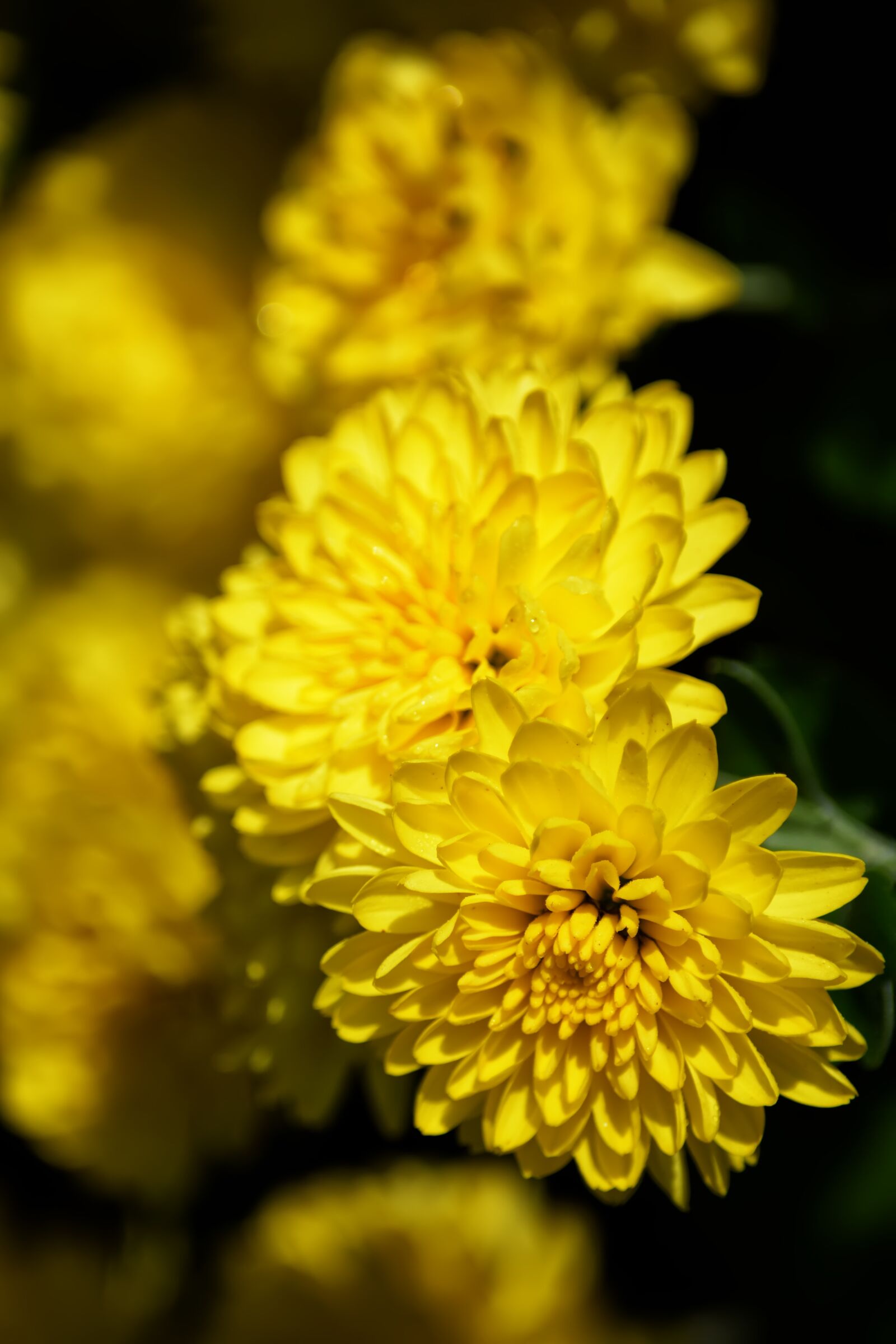 Nikon D5200 sample photo. Chrysanthemum, flowers, garden photography