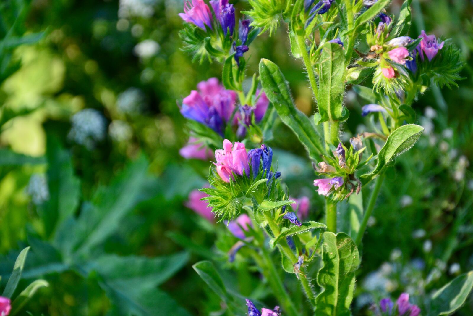 Nikon D5200 sample photo. Meadow, flower, flowers photography