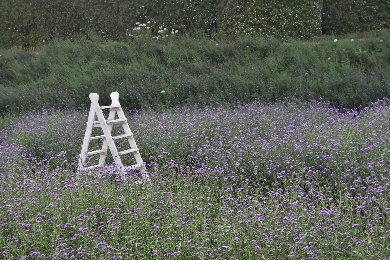 Nikon D7200 sample photo. Flower field, horsetail, purple photography