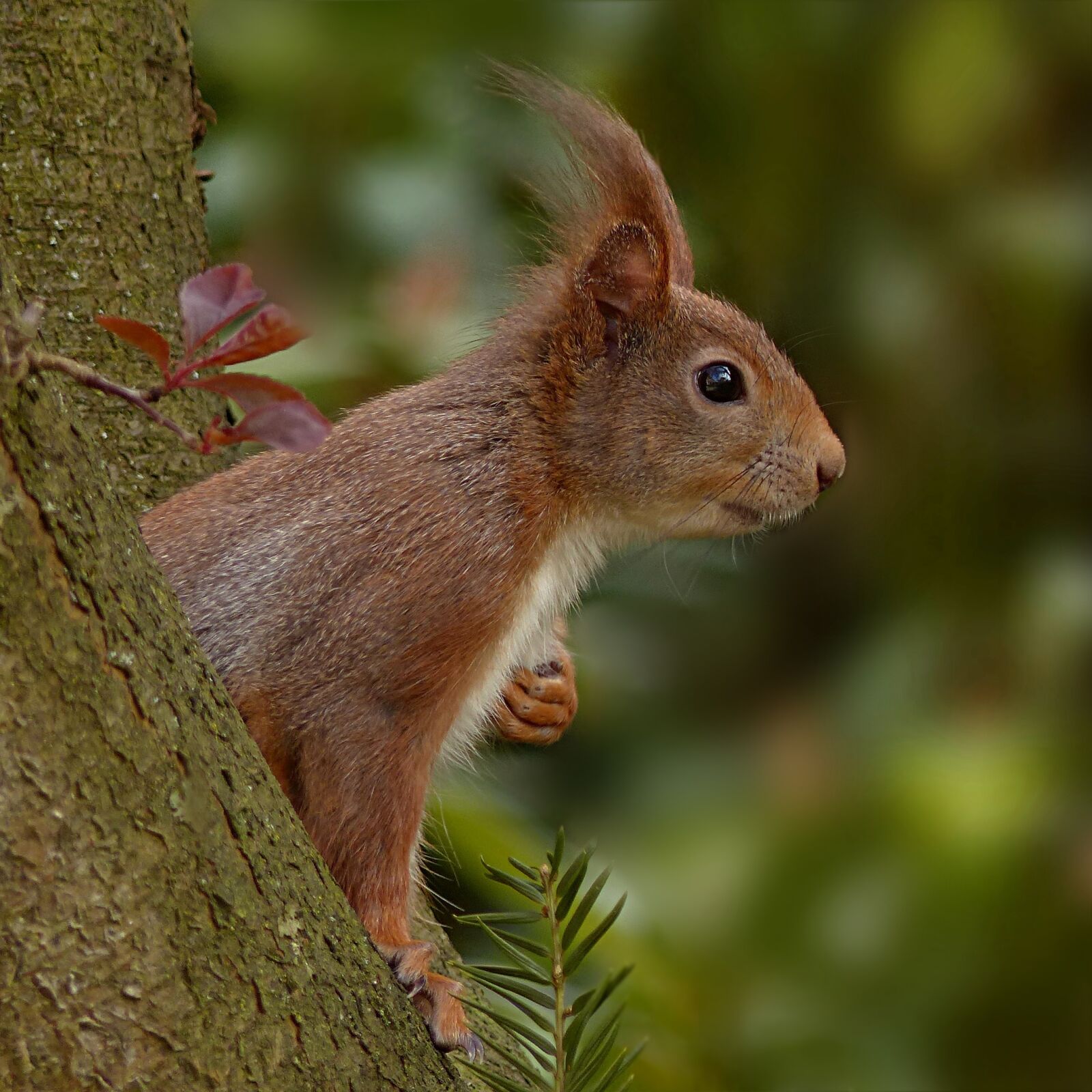 Panasonic Lumix DMC-FZ200 sample photo. Animal world, mammal, rodent photography