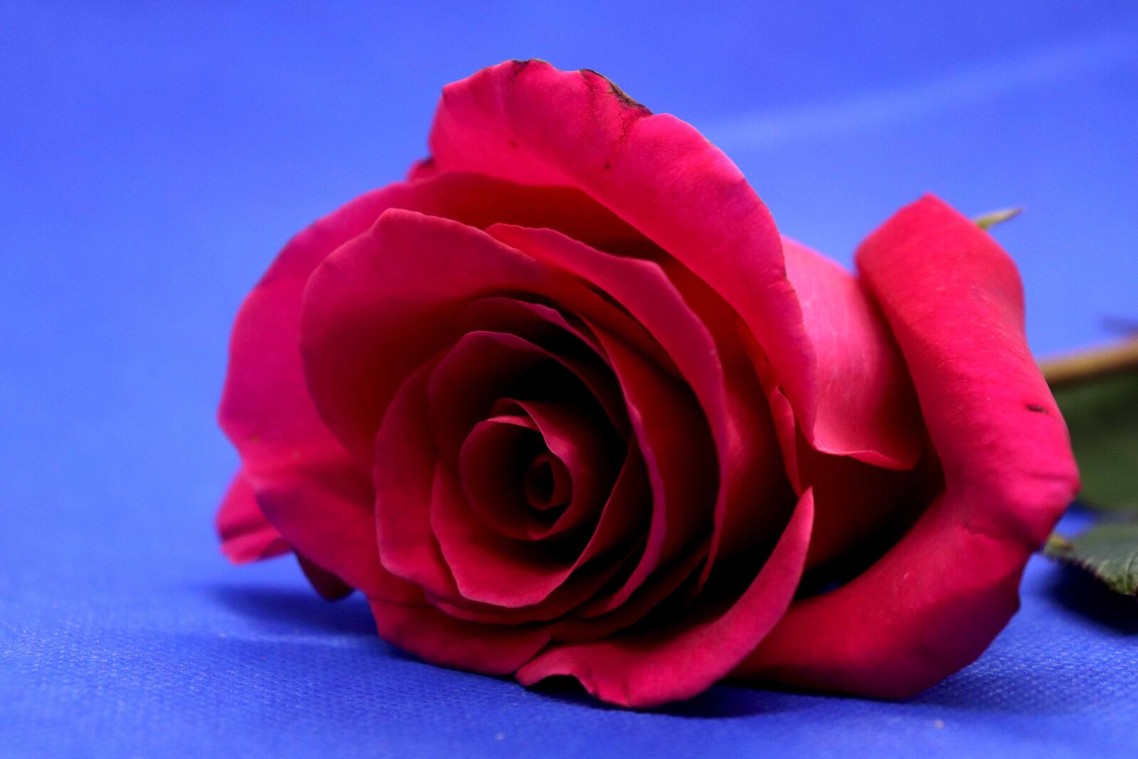 Canon EOS 200D (EOS Rebel SL2 / EOS Kiss X9) sample photo. Rose, flower, romantic photography