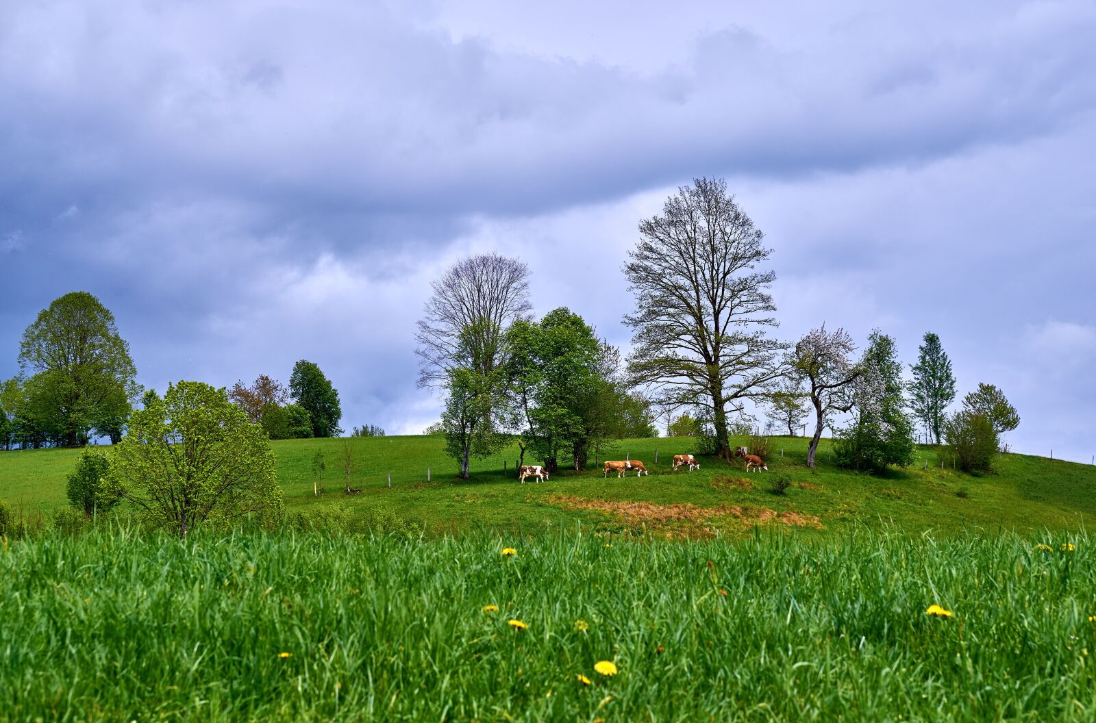 Sony DT 55-300mm F4.5-5.6 SAM sample photo. Hagertal, tyrol, agriculture photography