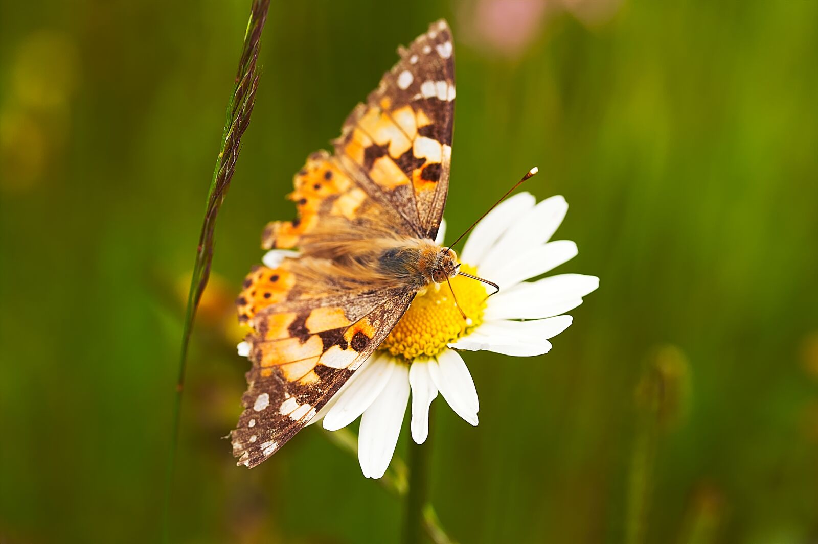 Canon EOS 450D (EOS Rebel XSi / EOS Kiss X2) sample photo. Butterfly, insect, nature photography