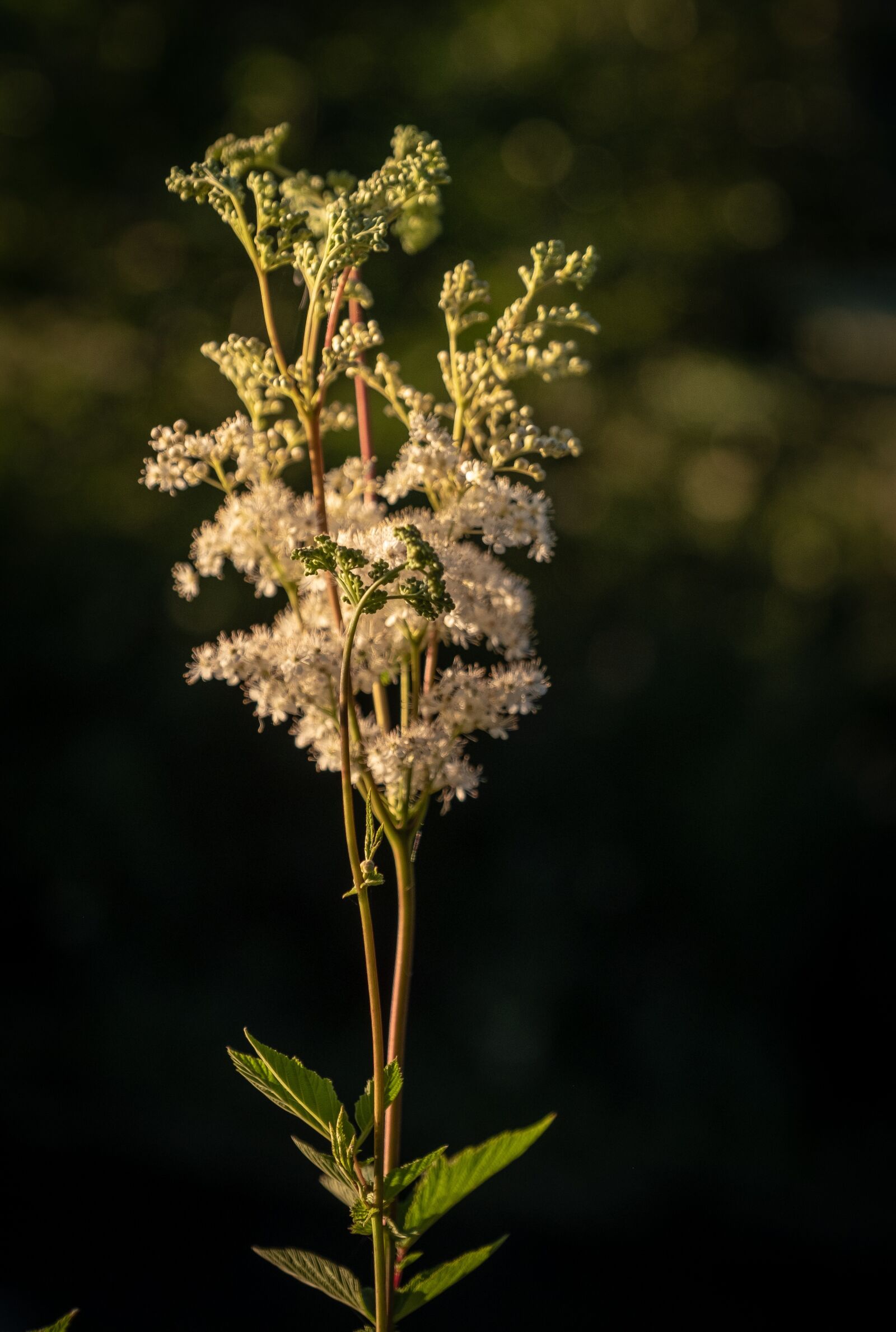 Fujifilm X-T2 sample photo. Flowers, bud, lühe photography