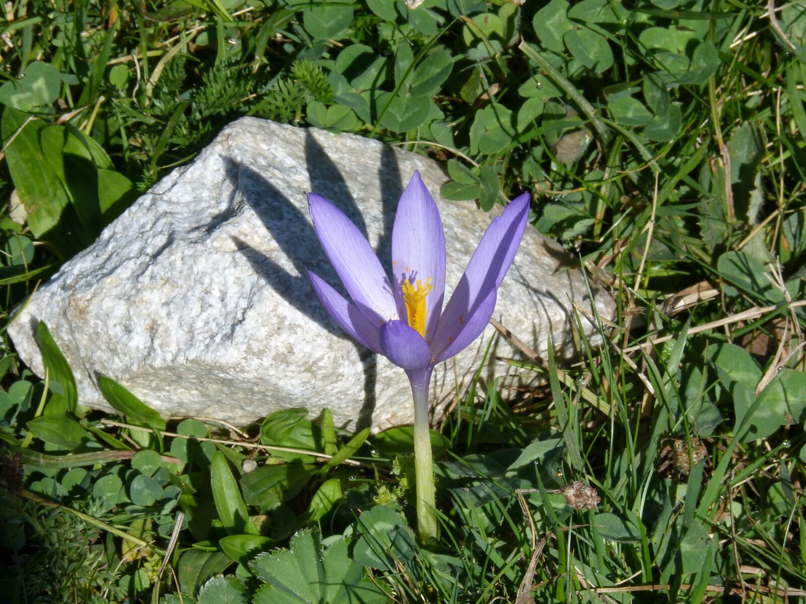 Panasonic DMC-FZ62 sample photo. Wild flower, high mountain photography