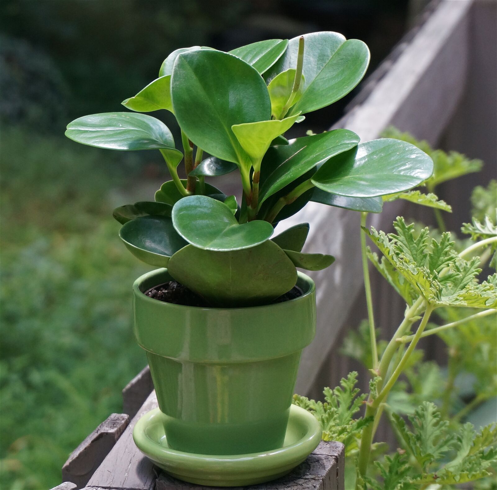Sony Alpha NEX-5T sample photo. Peperomia, pot plant, indoor photography