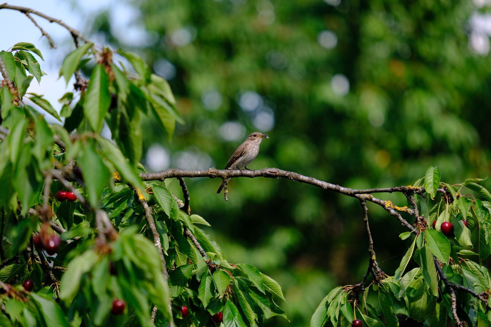 Fujifilm XF 55-200mm F3.5-4.8 R LM OIS sample photo. Spotted flycatcher, bird, muscicapa photography