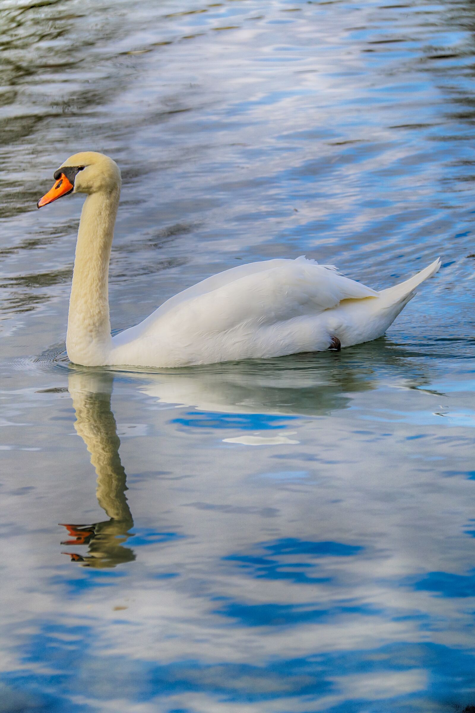 Canon EOS 70D + Canon EF-S 18-200mm F3.5-5.6 IS sample photo. Swan, reflection, water photography
