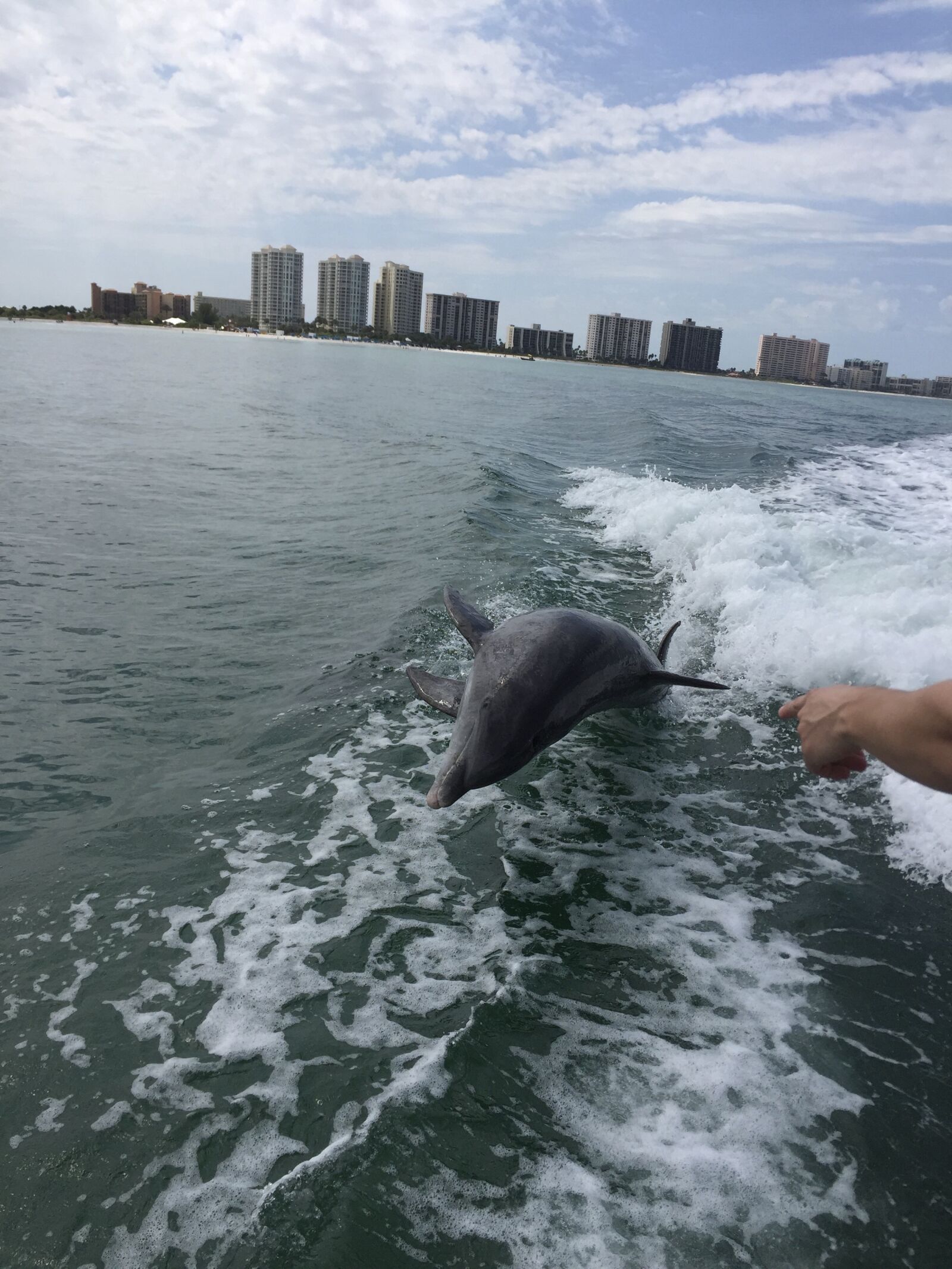 iPhone 6 back camera 4.15mm f/2.2 sample photo. Dolphin, enjoying, playtime photography
