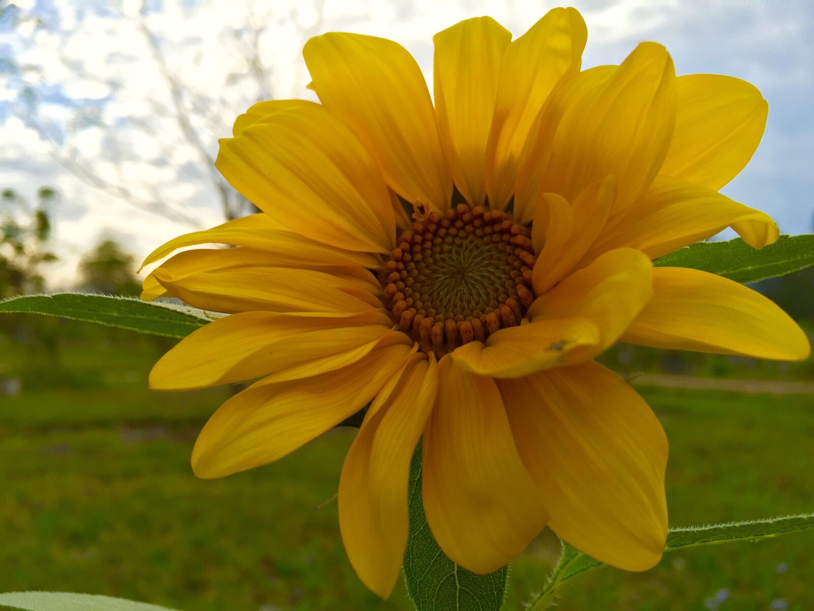 Apple iPhone 6 sample photo. Park, flower, ecological photography