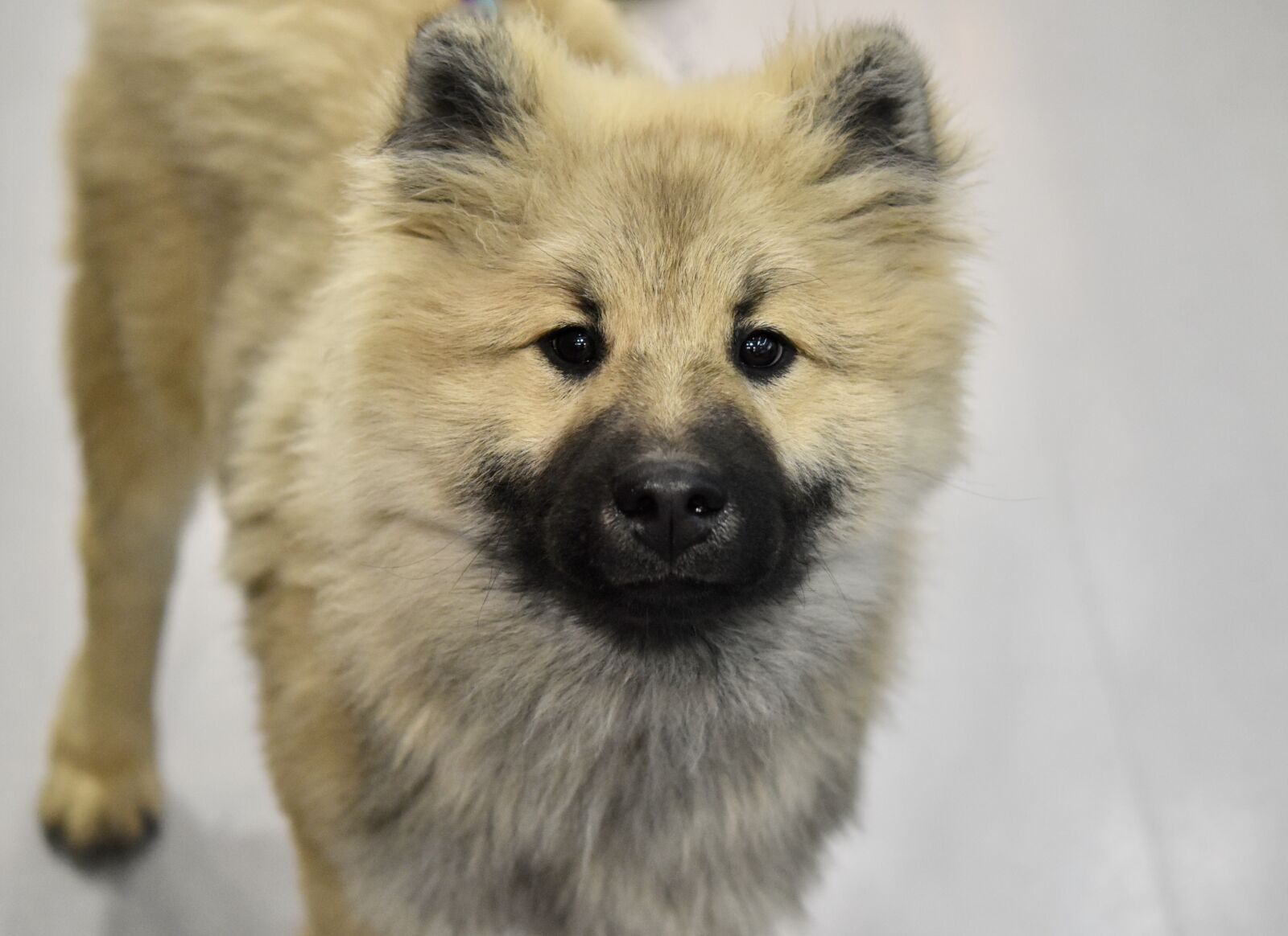 Nikon D5600 sample photo. Dog, pup, puppy photography