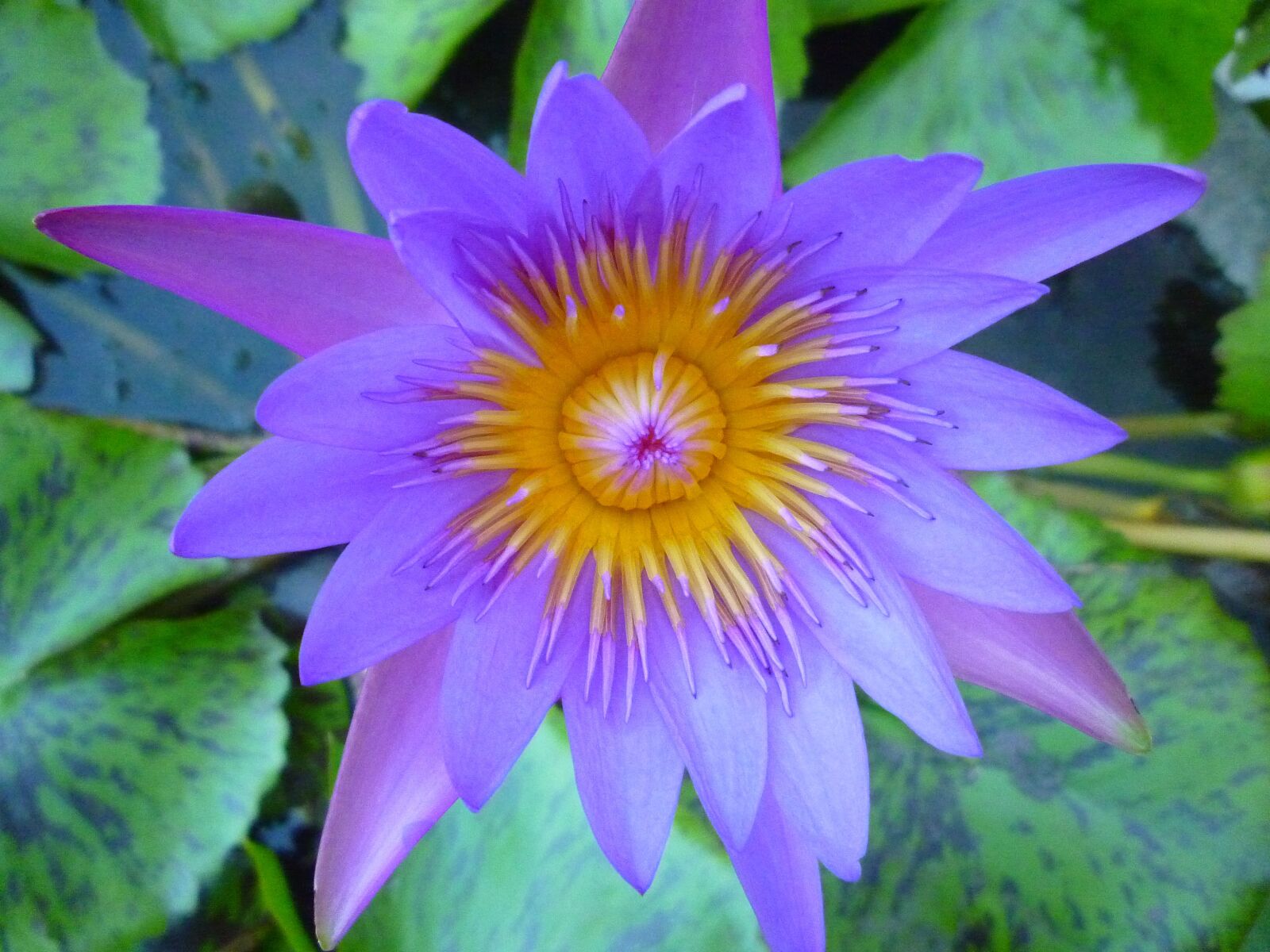Panasonic DMC-FS15 sample photo. Lotus, spa, flower photography