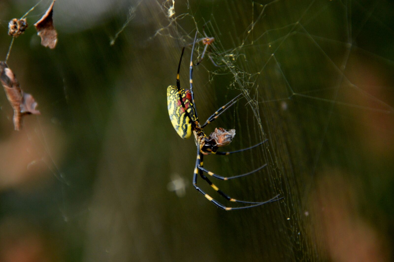 Nikon D3200 sample photo. Spider, shaman, insects photography