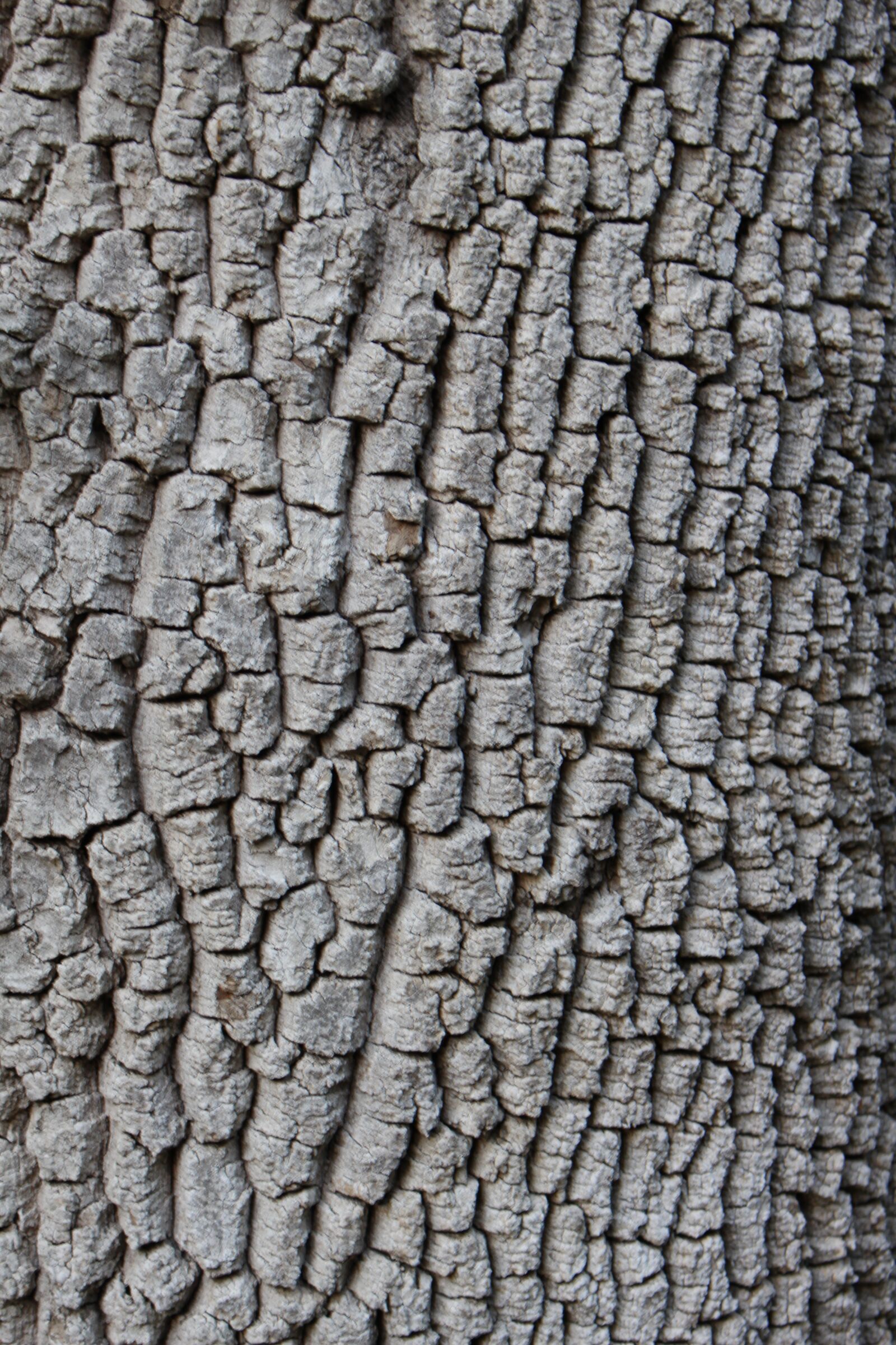 Canon EOS 700D (EOS Rebel T5i / EOS Kiss X7i) sample photo. Tree, bark, background photography
