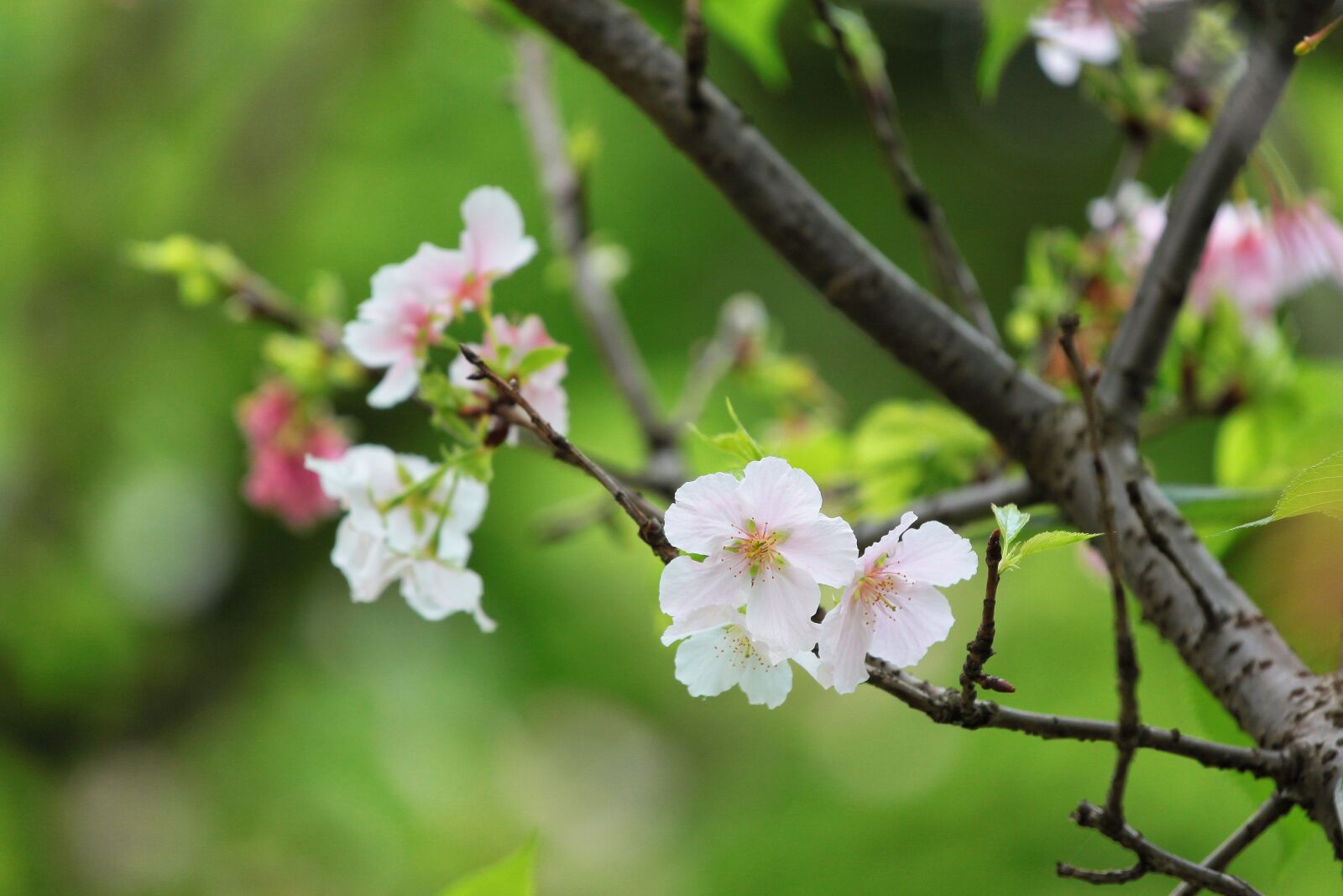 Canon EOS 500D (EOS Rebel T1i / EOS Kiss X3) sample photo. Plant, cherry blossoms, the photography