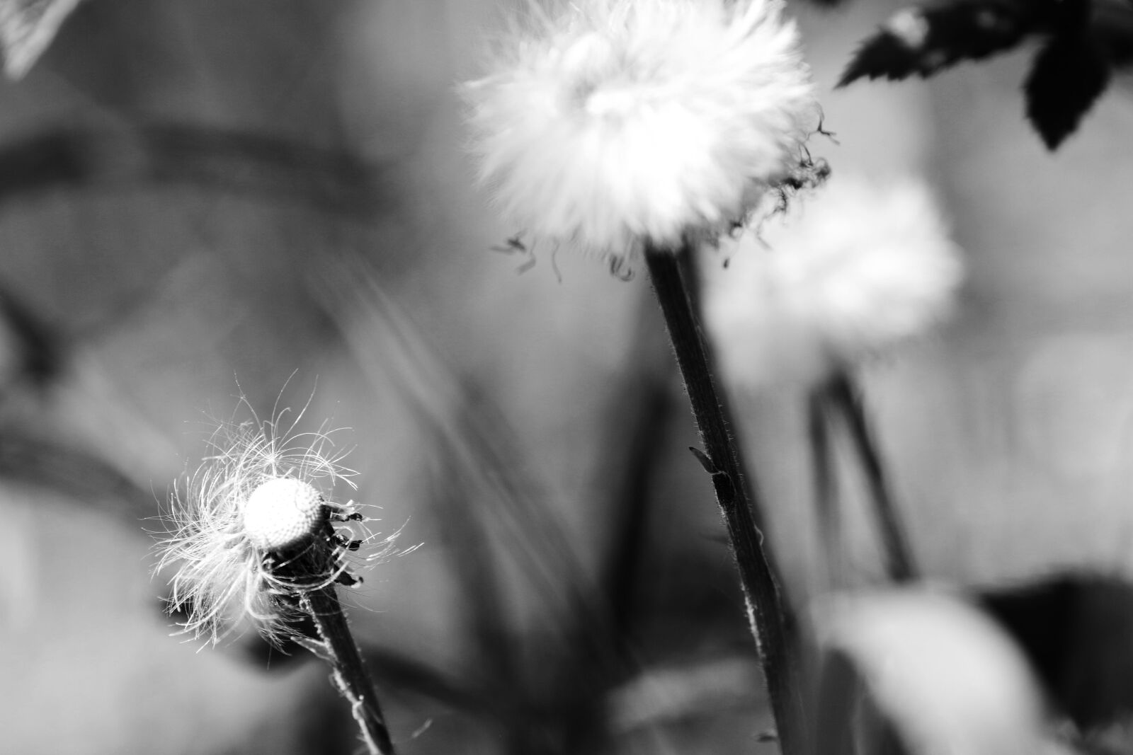 Canon EOS 7D Mark II + Canon EF 135mm F2L USM sample photo. Flower, spring, nature photography