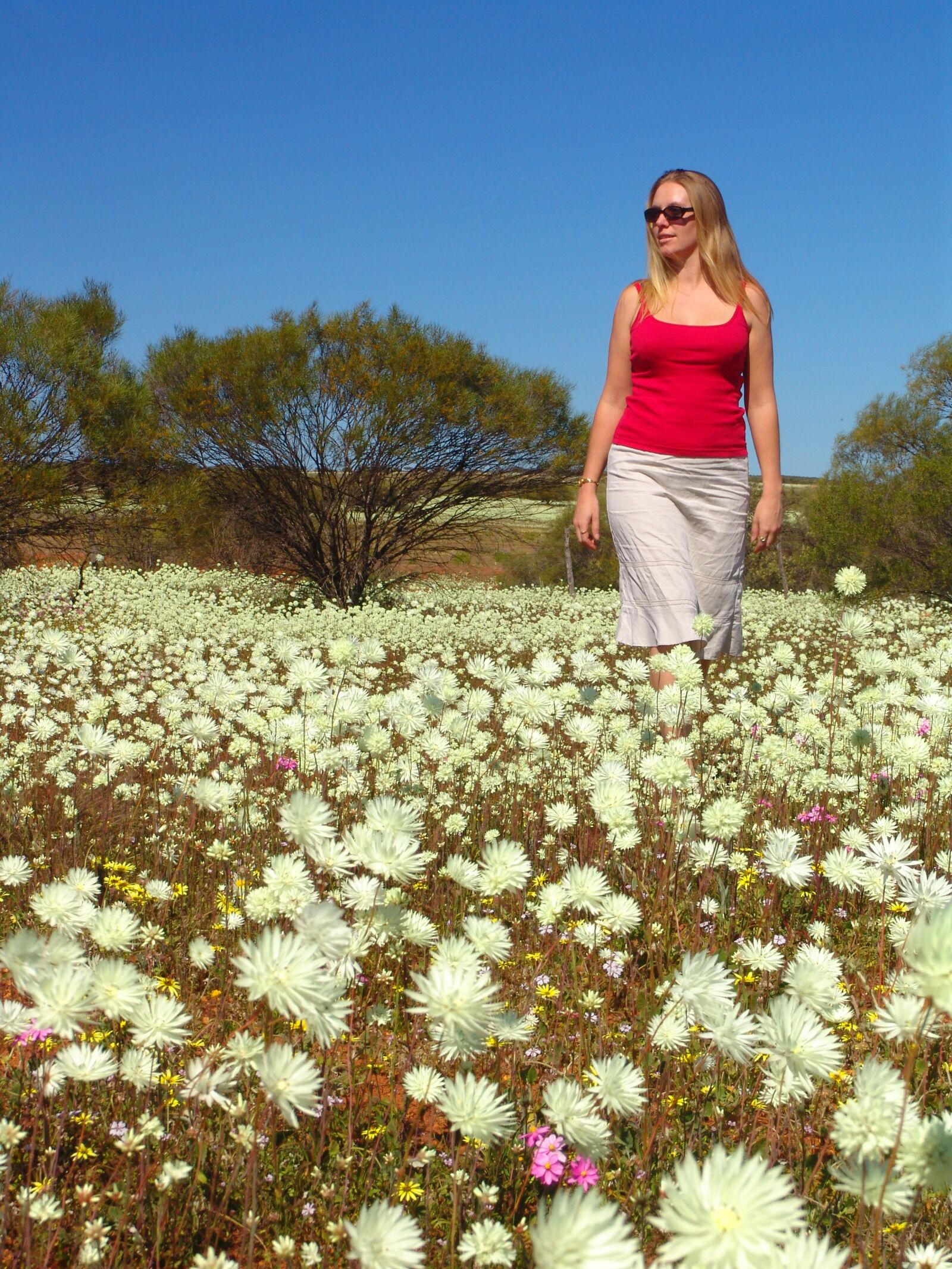 Sony DSC-F828 sample photo. Wildflowers, australia, outback photography