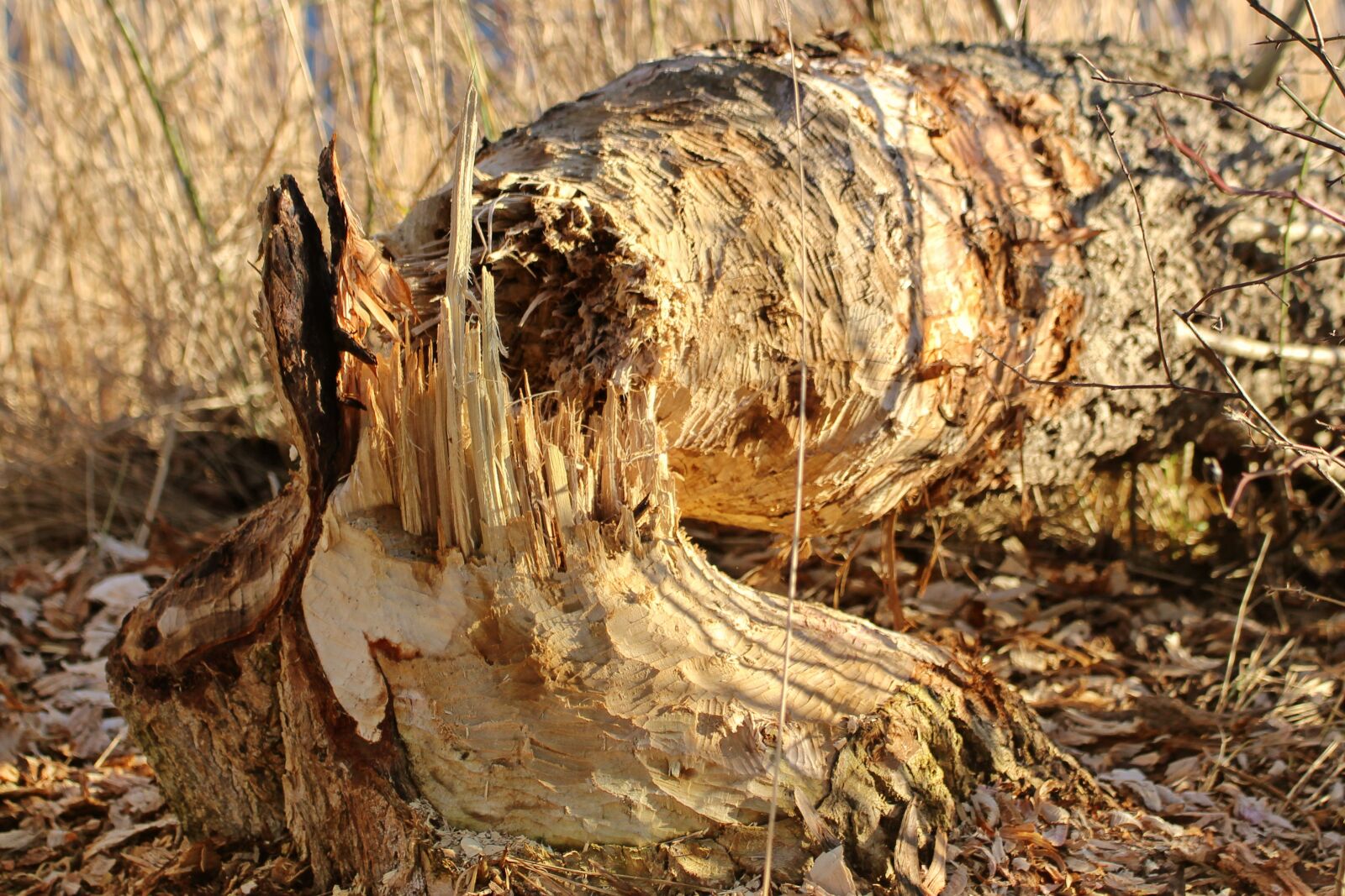 Canon EOS 600D (Rebel EOS T3i / EOS Kiss X5) sample photo. Beaver eating, tree, like photography