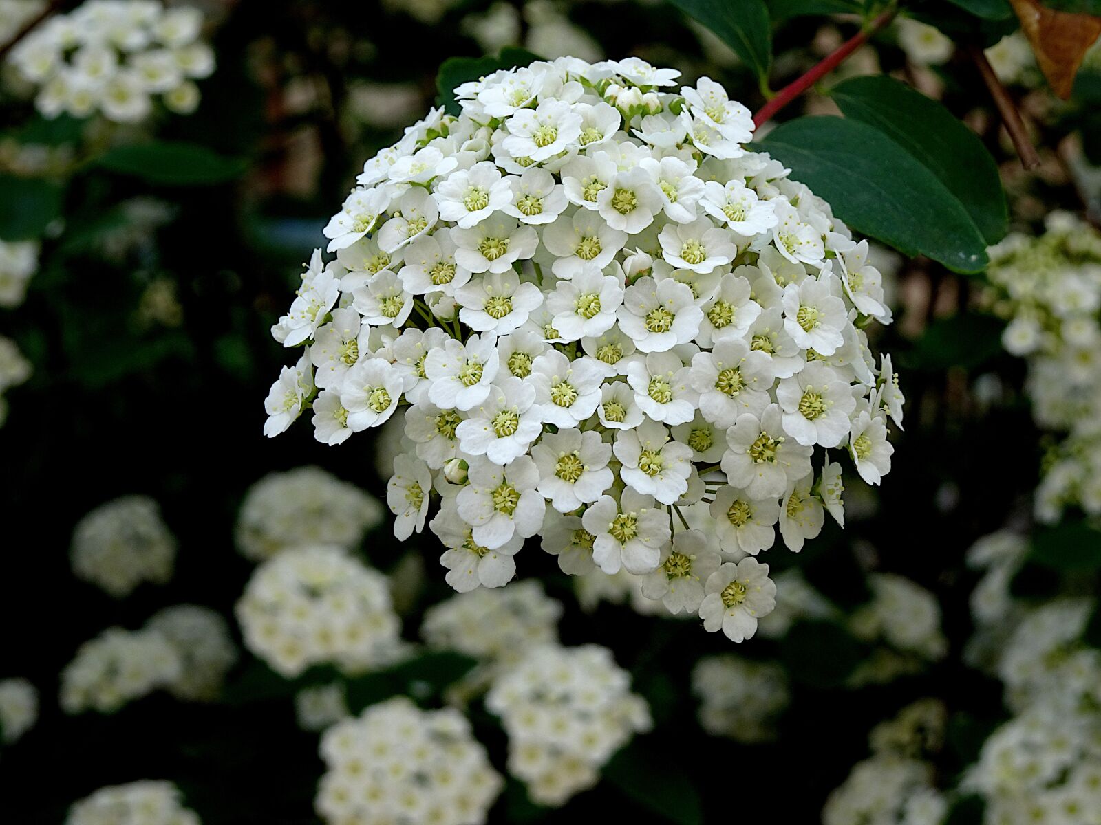 Sony Cyber-shot DSC-HX90V sample photo. Flowers, flowering shrubs, white photography