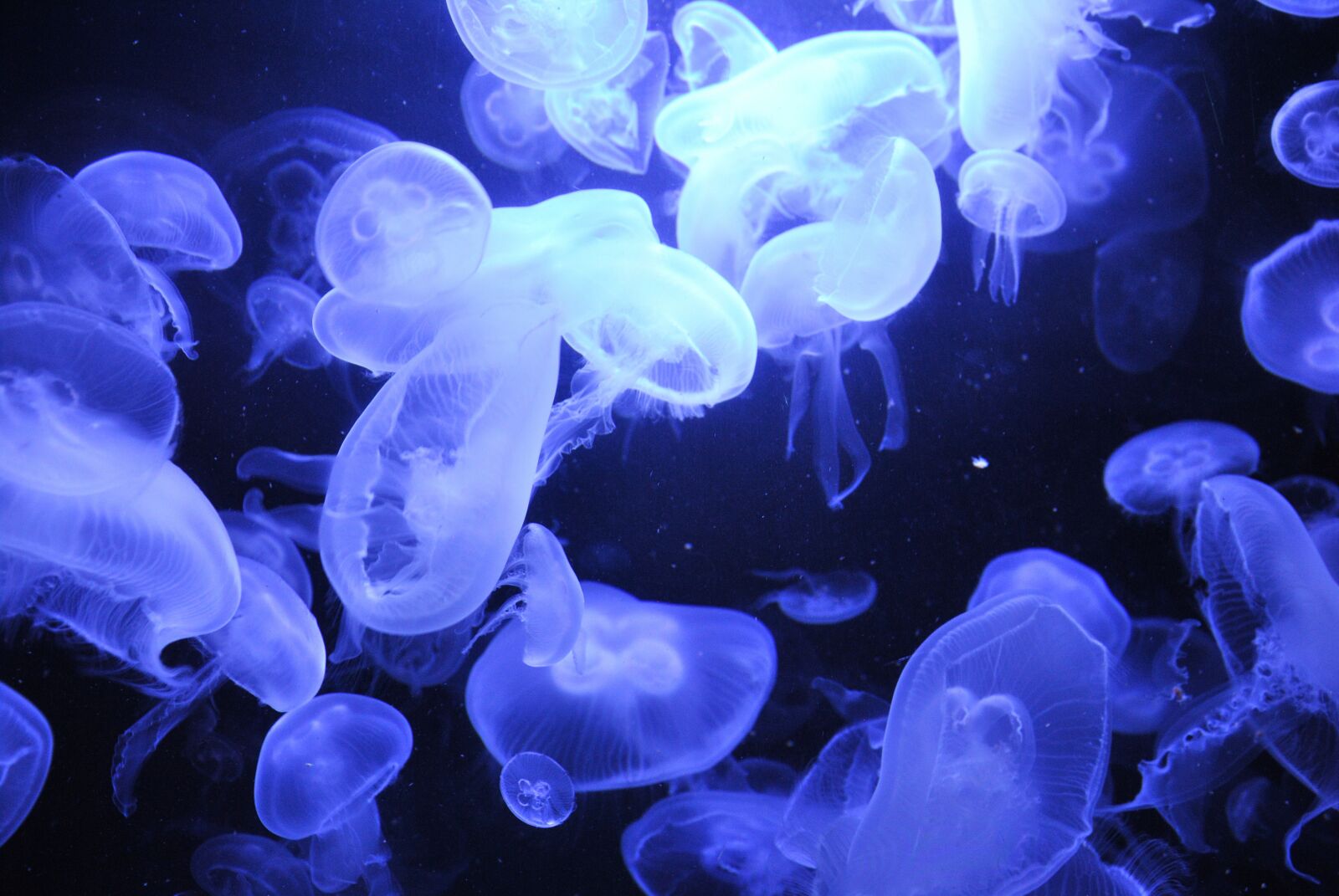 Nikon D3000 sample photo. Jelly fish, jellyfish, blue photography