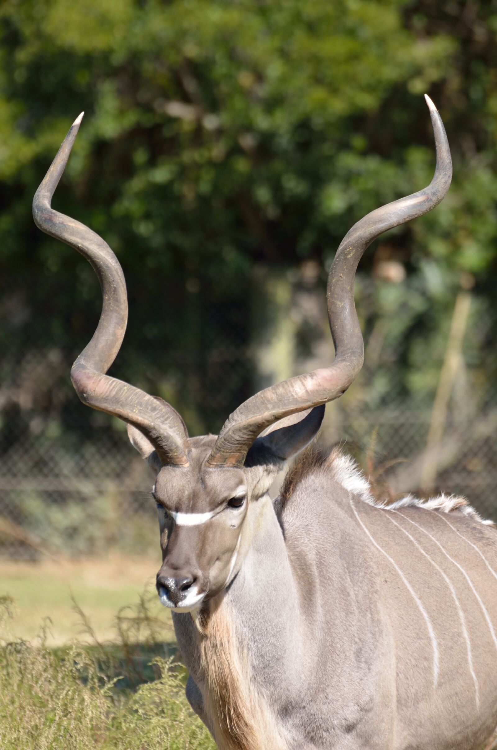 Nikon D7000 sample photo. Greater kudu, animal, zoo photography
