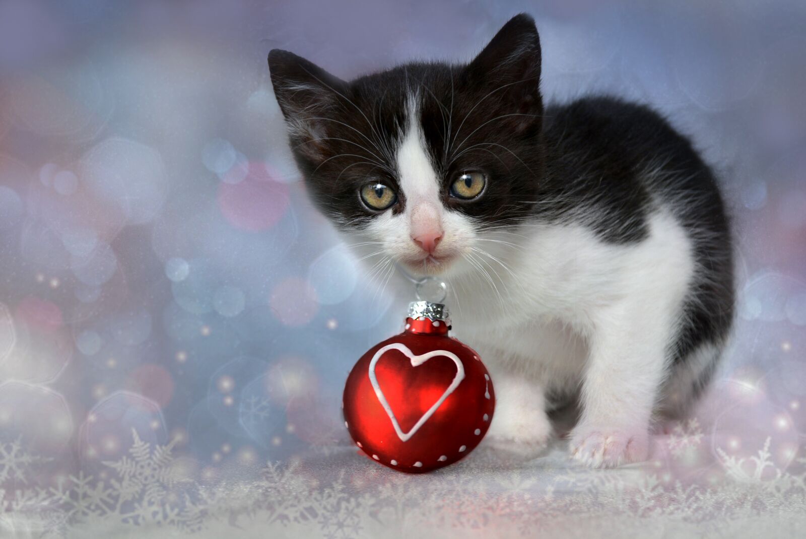Nikon D7100 sample photo. Kitten, grey, heart photography
