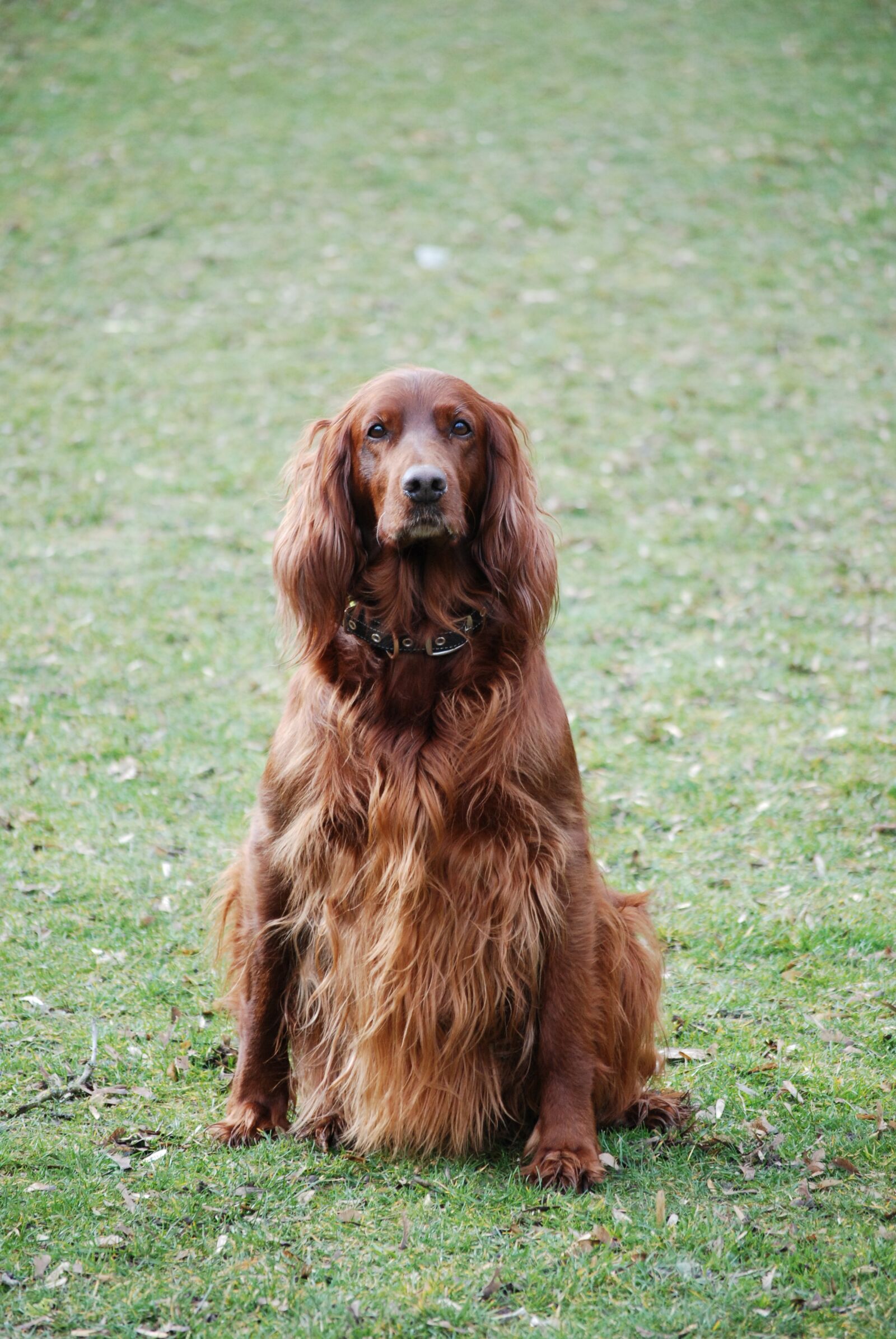 Nikon D80 sample photo. Dog, grass, animal photography