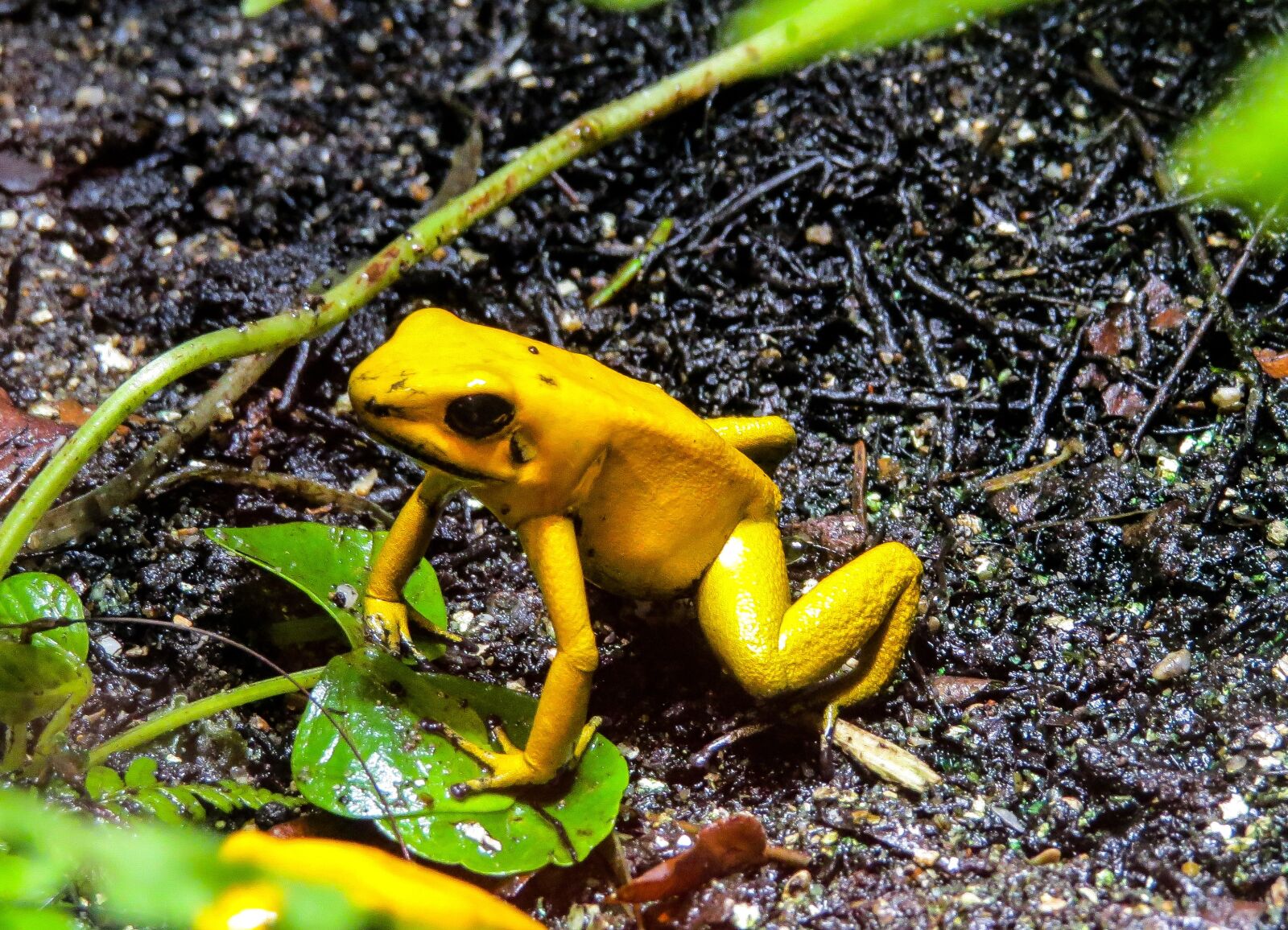 Canon PowerShot SX50 HS sample photo. Nature, animals, frog photography