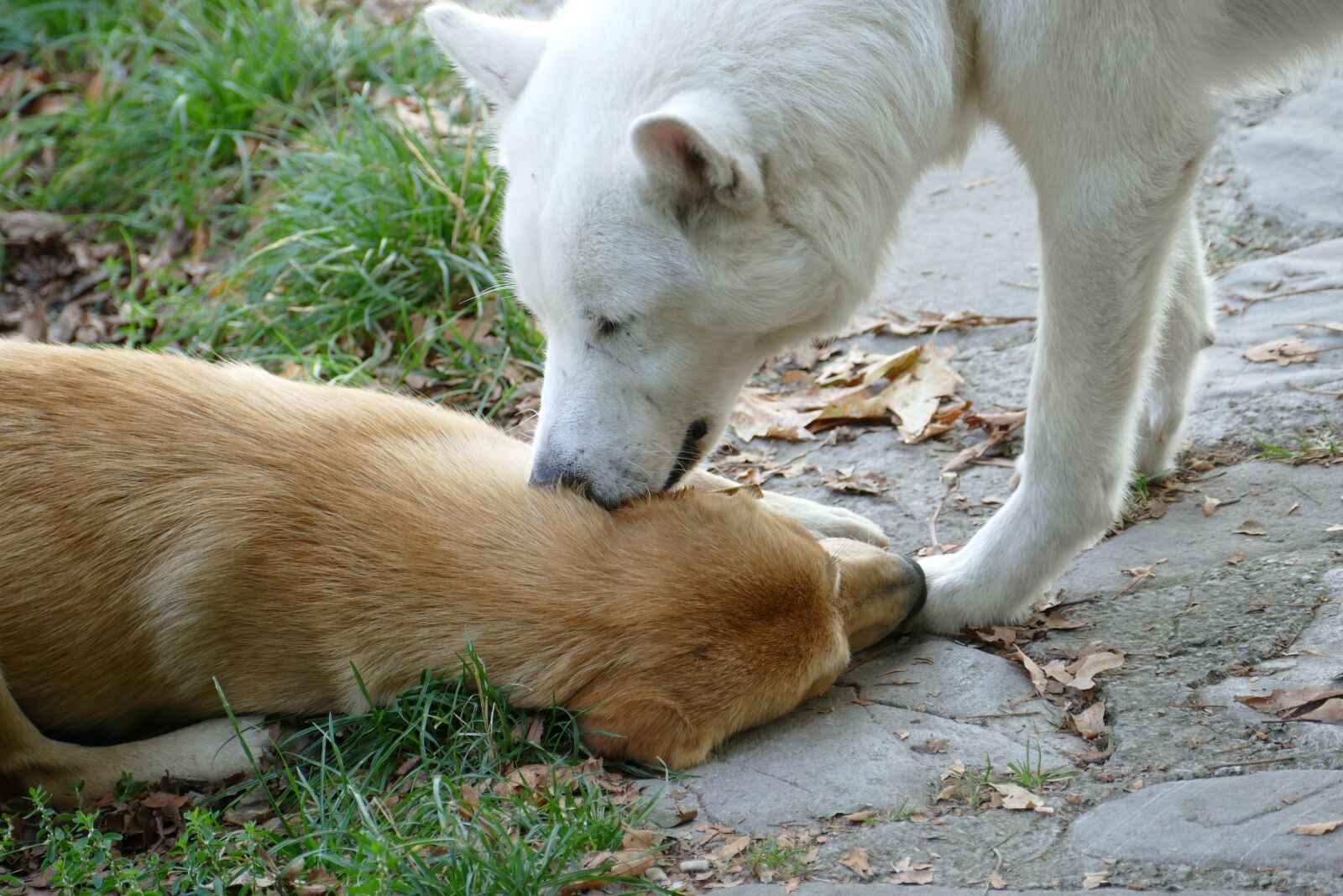 Panasonic Lumix DMC-FZ1000 sample photo. Dog, pet, portrait photography