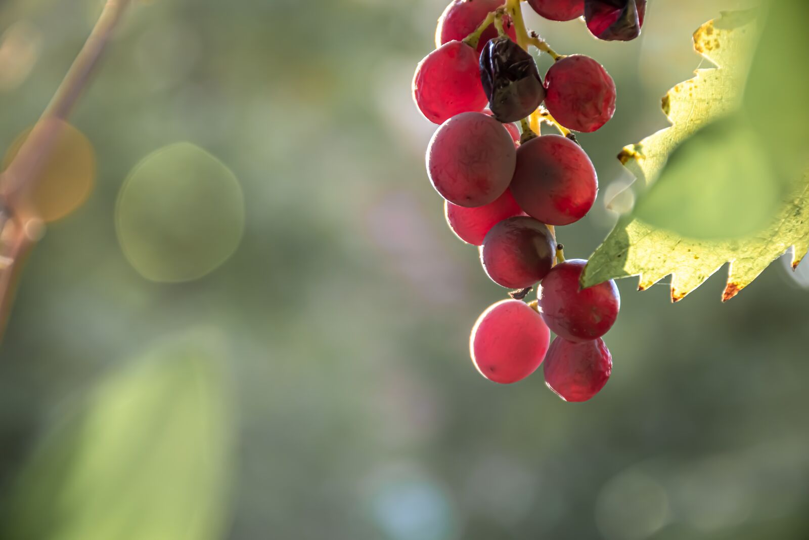 Nikon D5600 sample photo. Grapes, light, autumn theme photography