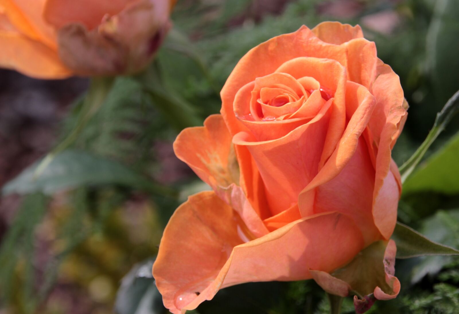 Canon EOS 650D (EOS Rebel T4i / EOS Kiss X6i) sample photo. Rose, blossom, bloom photography