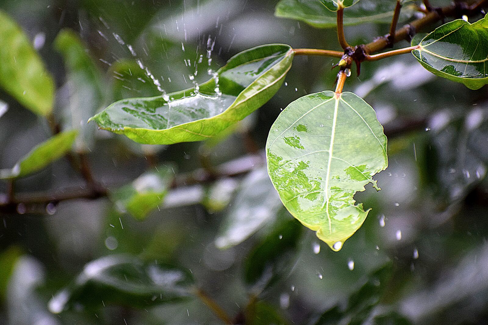 Nikon D3300 sample photo. Wet, rainy, droplets photography
