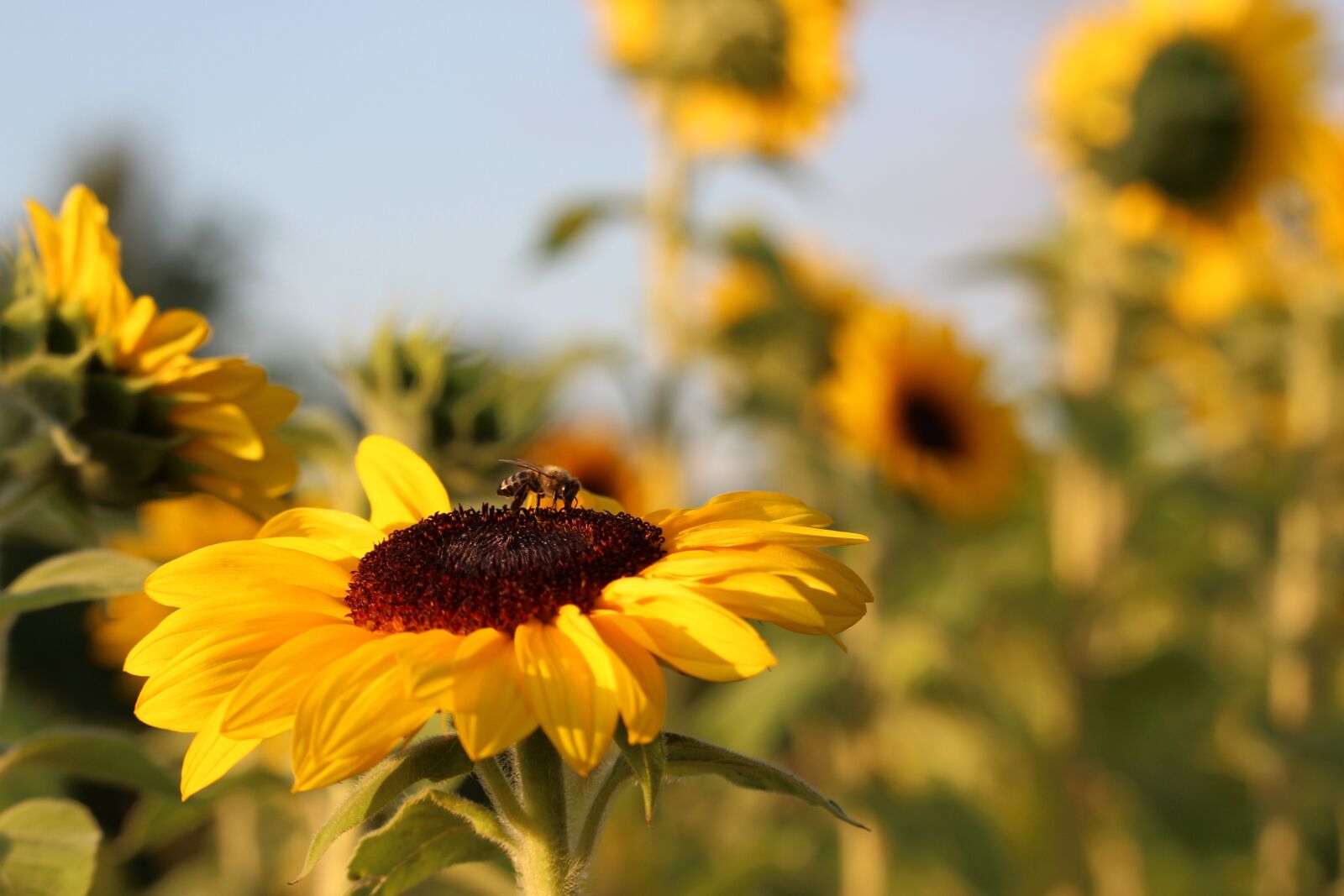 Canon EF-S 55-250mm F4-5.6 IS STM sample photo. Sunflower, golden hour, sunflower photography