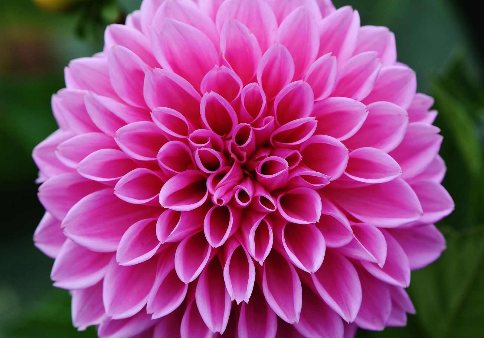 Nikon D7200 sample photo. Dahlia, dahlias, autumn photography