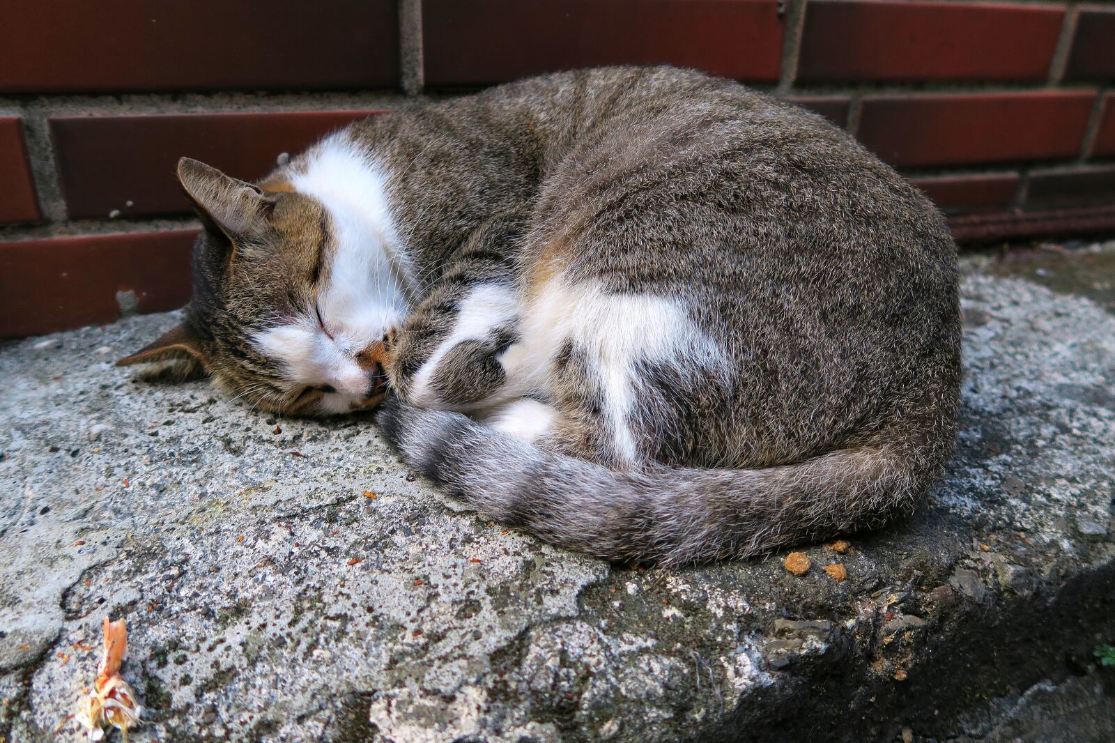 Canon PowerShot G7 X sample photo. Animal, mammal, cute photography
