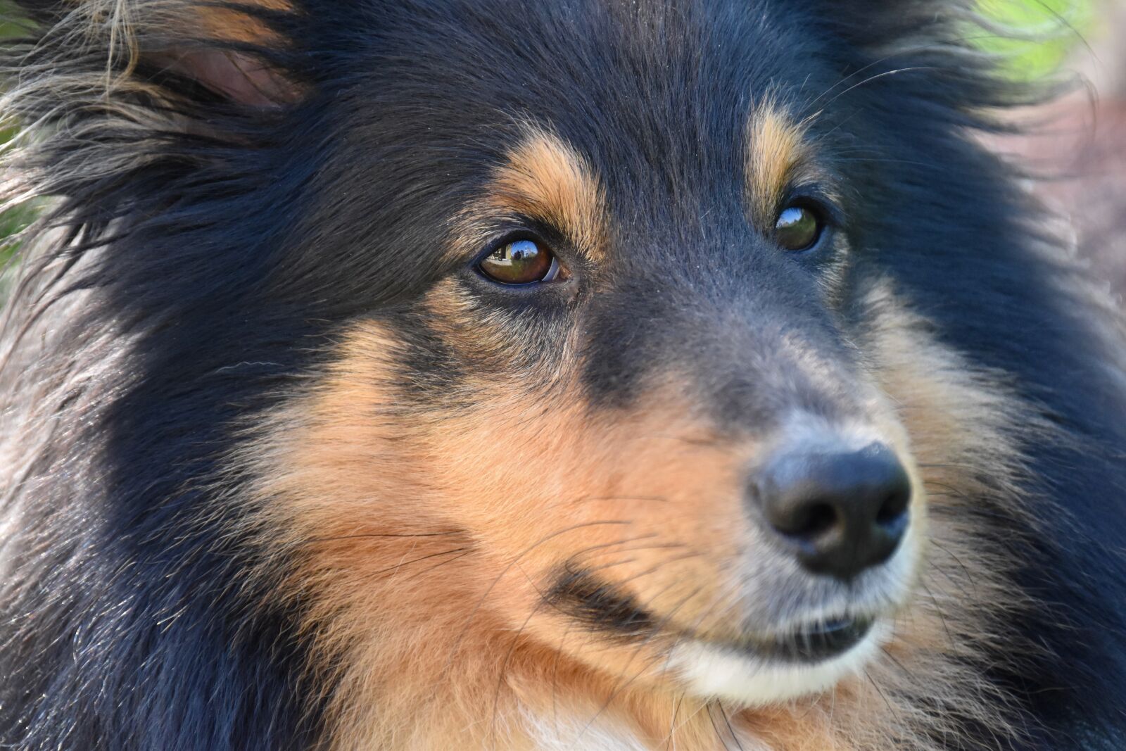 Nikon D5600 sample photo. Dog, dog shetland sheepdog photography